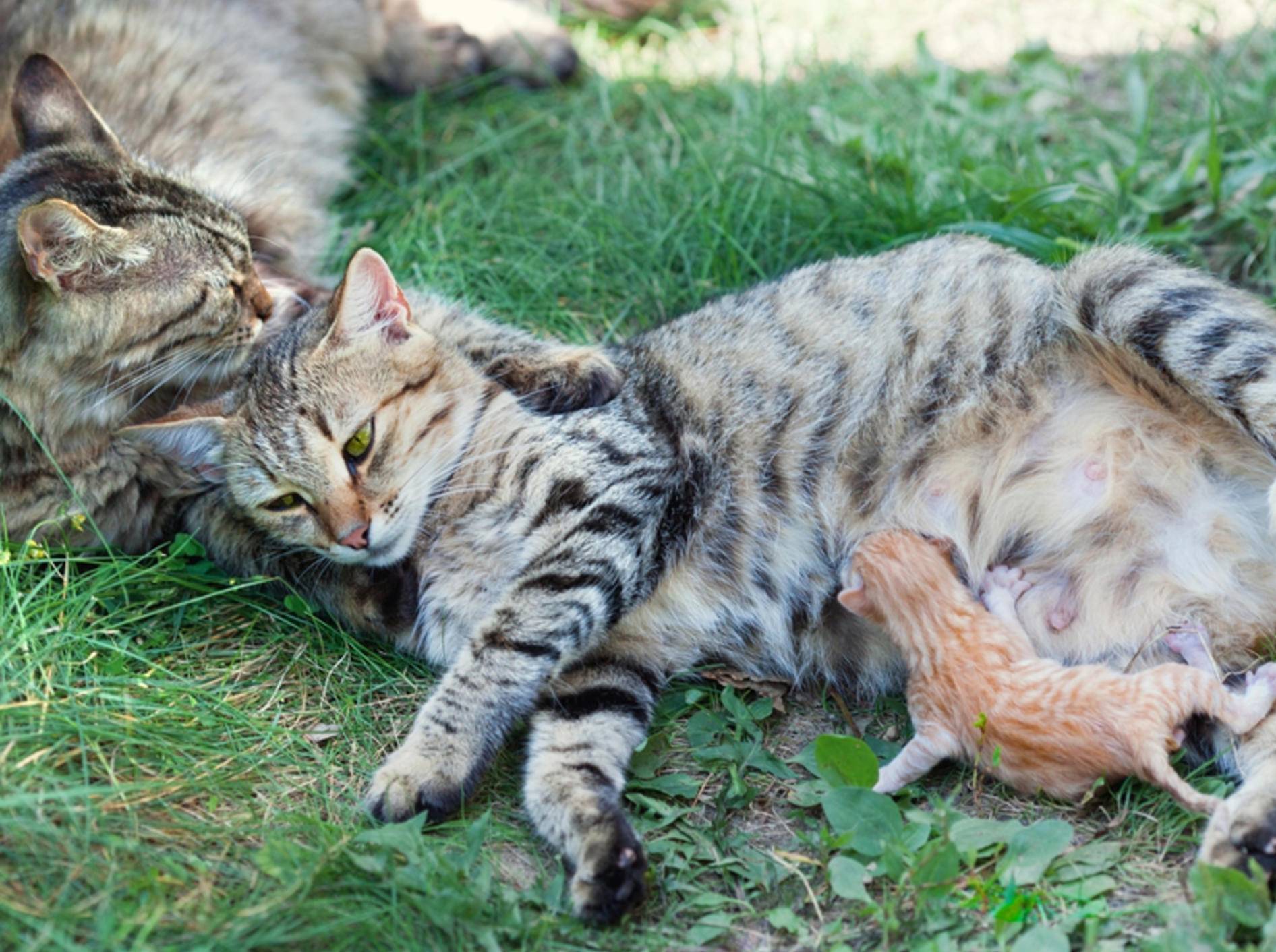 Eine Katzenmama weiß von Natur aus ganz genau, was sie während der Geburt zu tun hat – Shutterstock / vvvita
