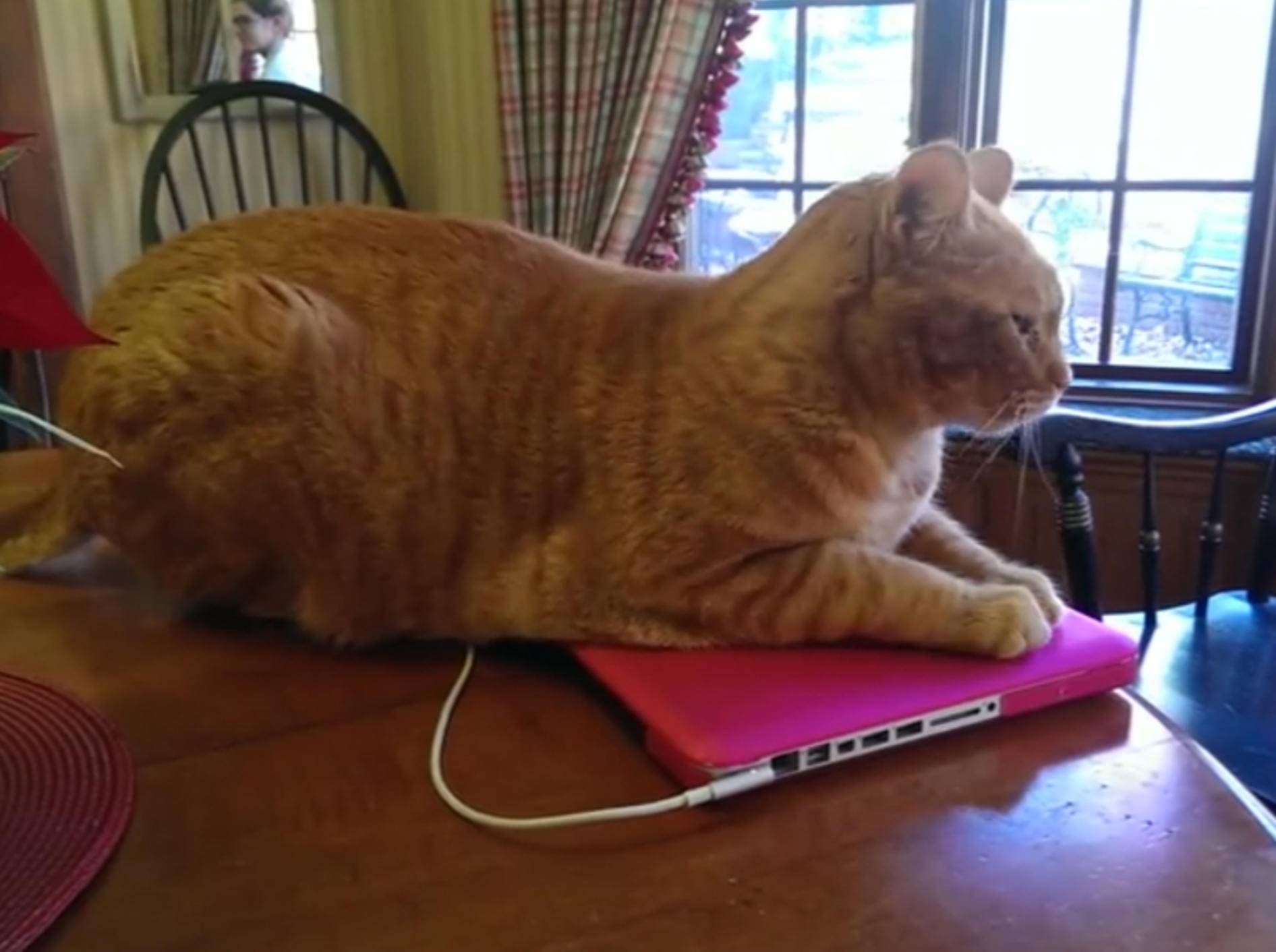Freche Katze: "Geh weg von meinem Laptop!" – Bild: YouTube / bloop123
