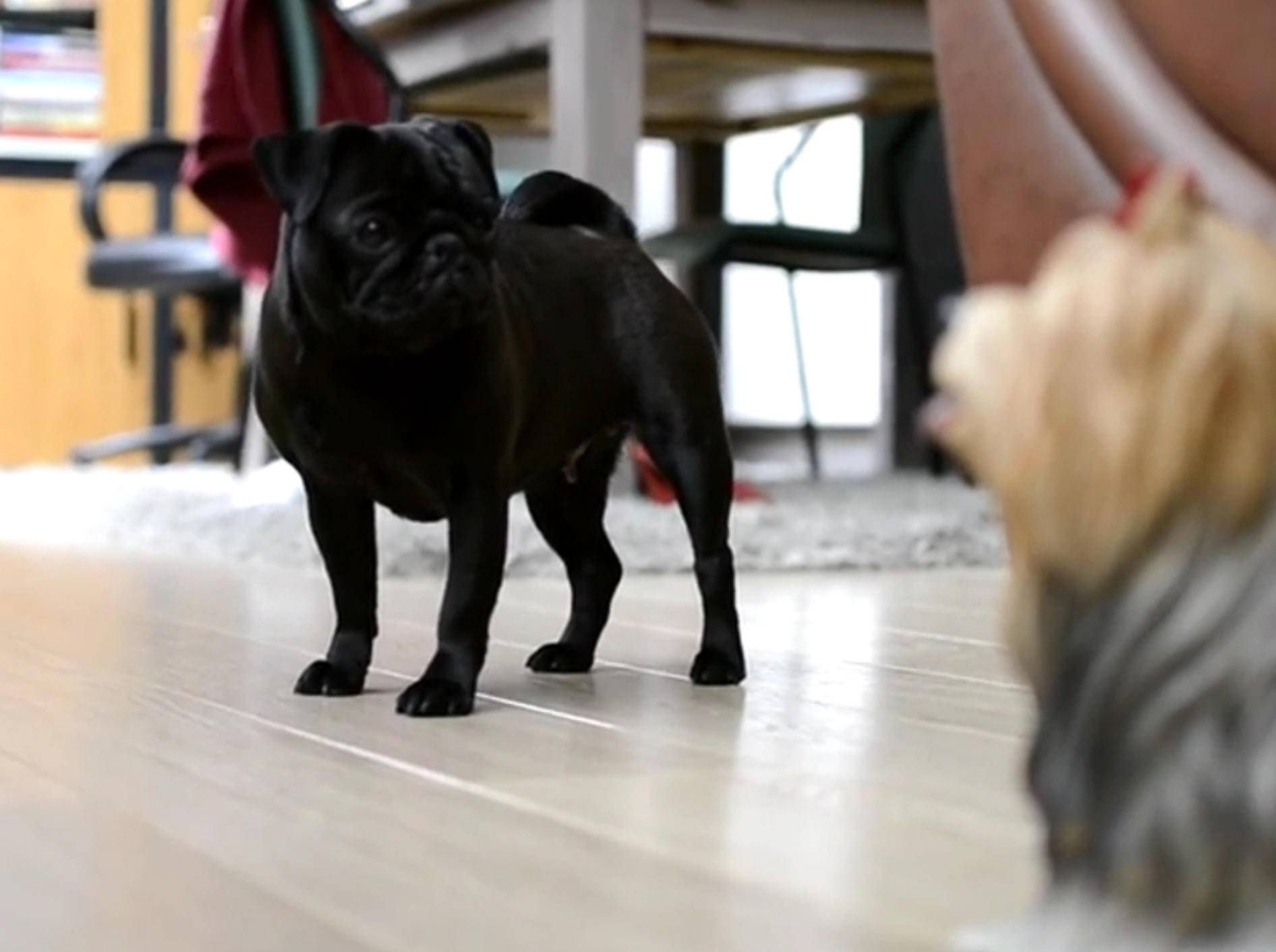 Süßer Mops verwirrt von Hunde-Statue – Bild: YouTube / Nao The Pug