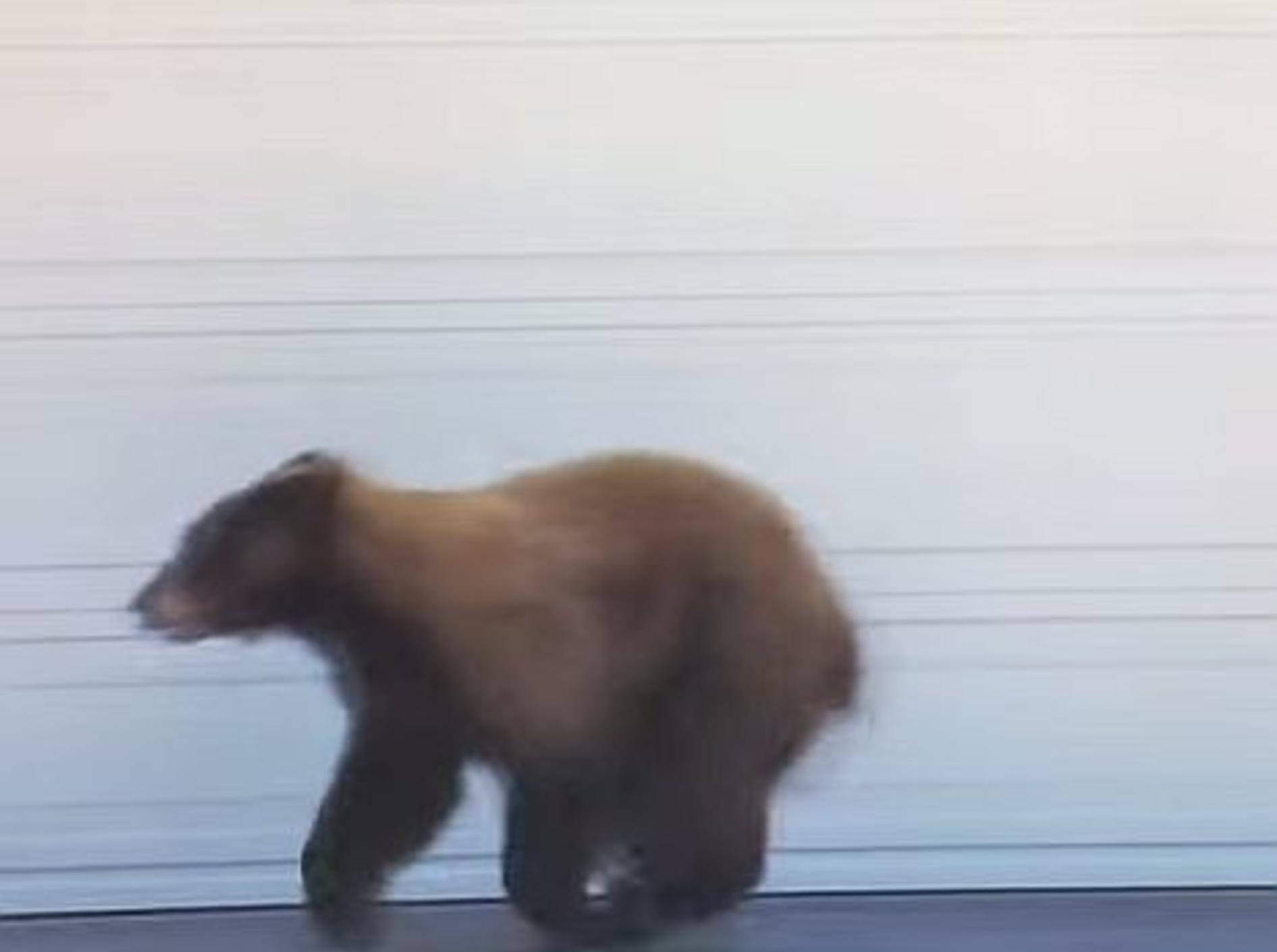 Babybär trifft Mensch: Was passiert? – Bild: Youtube / iksnyrk