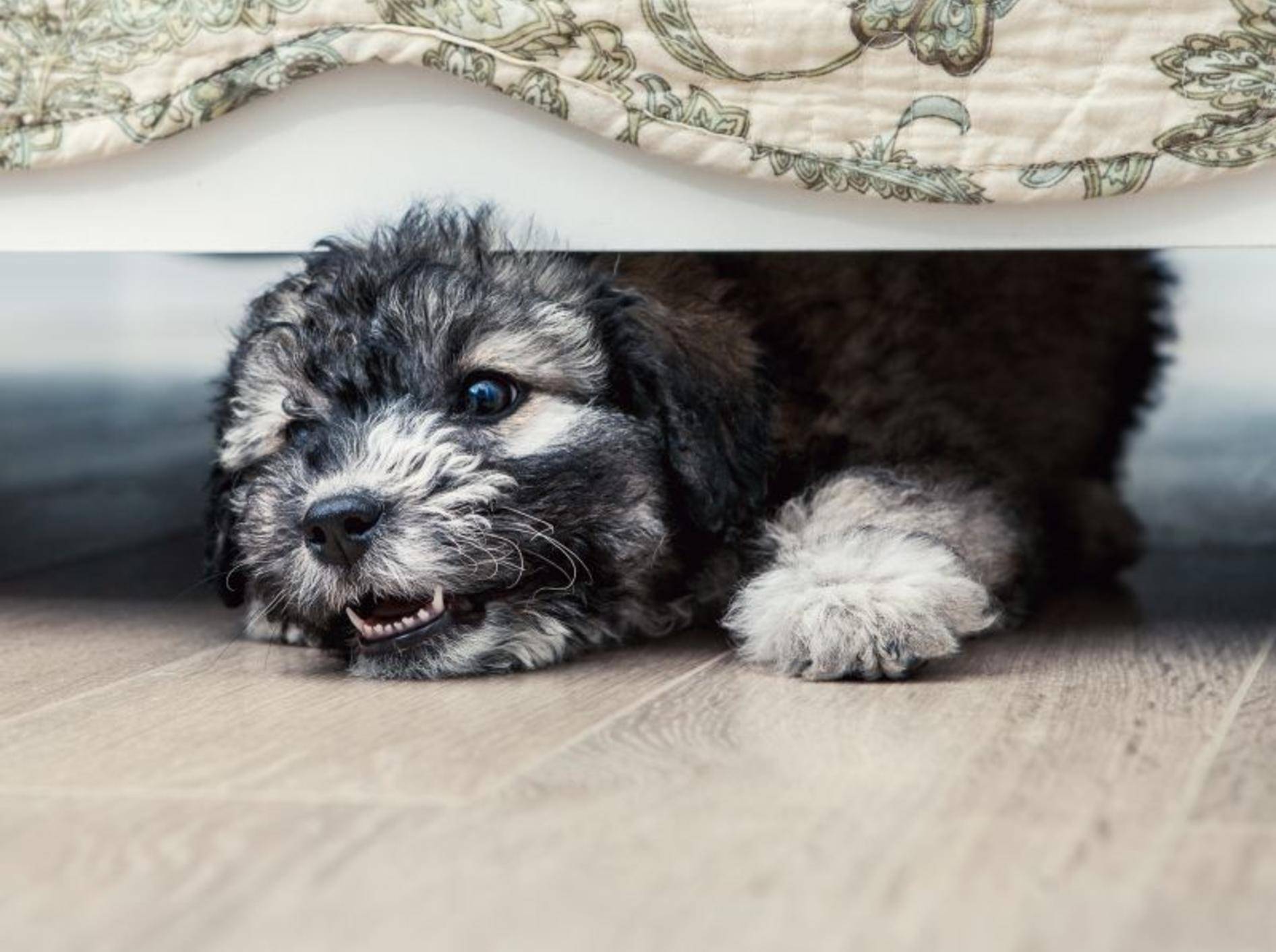 Beobachten Sie Ihren Hund genau, um Stresssignale schnell zu erkennen – Shutterstock / Soloviova Liudmyla