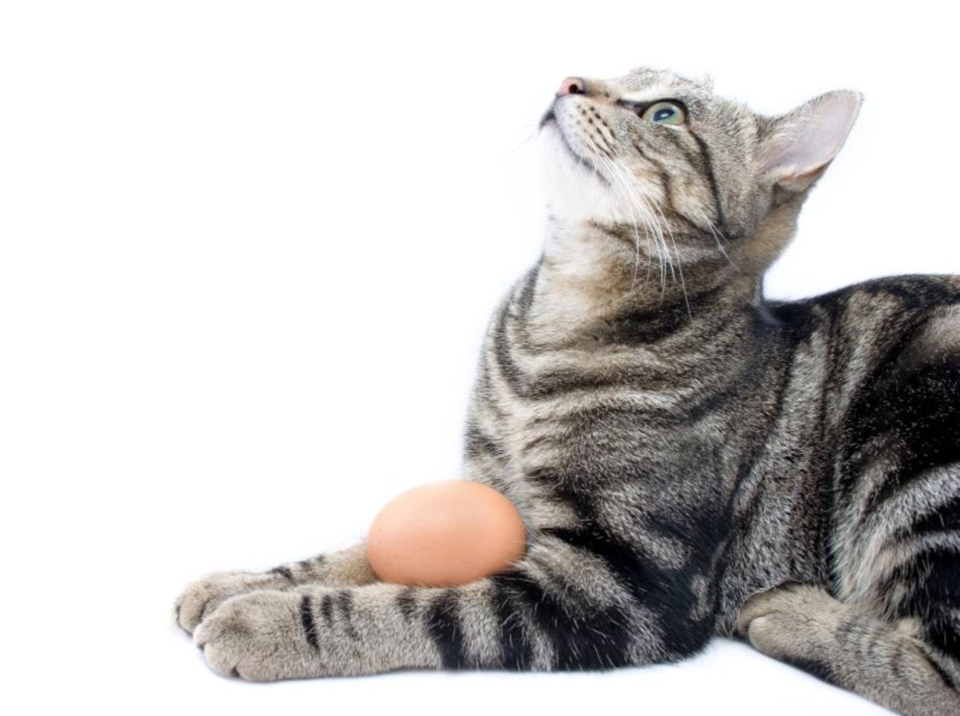 Wer seine Katze mit Ei füttern möchte, sollte ein paar Dinge beachten – Shutterstock / dogboxstudio