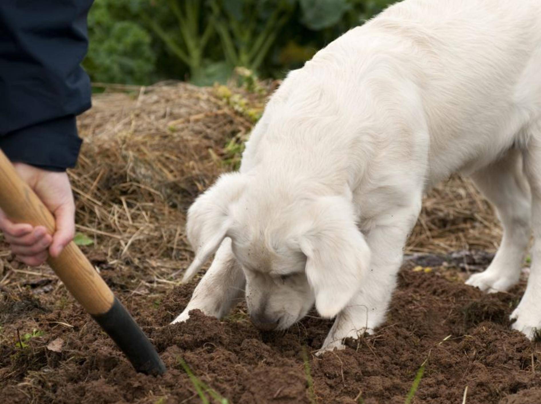 Wichtig für Hundebesitzer: Ist der Garten hundesicher? – Shutterstock / M_Nordin
