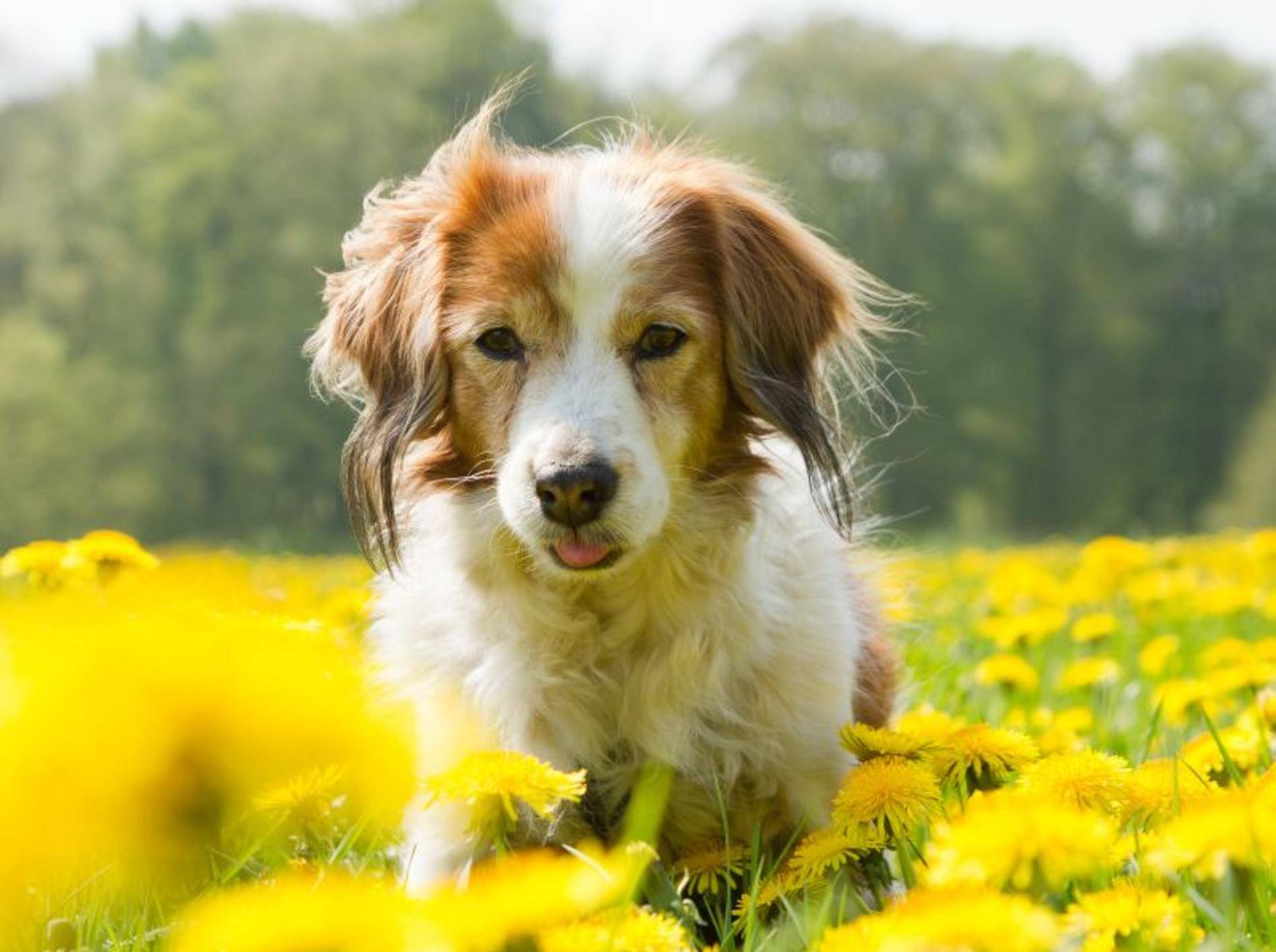 Allergien bei Hunden können die verschiedensten Auslöser haben – Bild: Shutterstock / Burry van den Brink