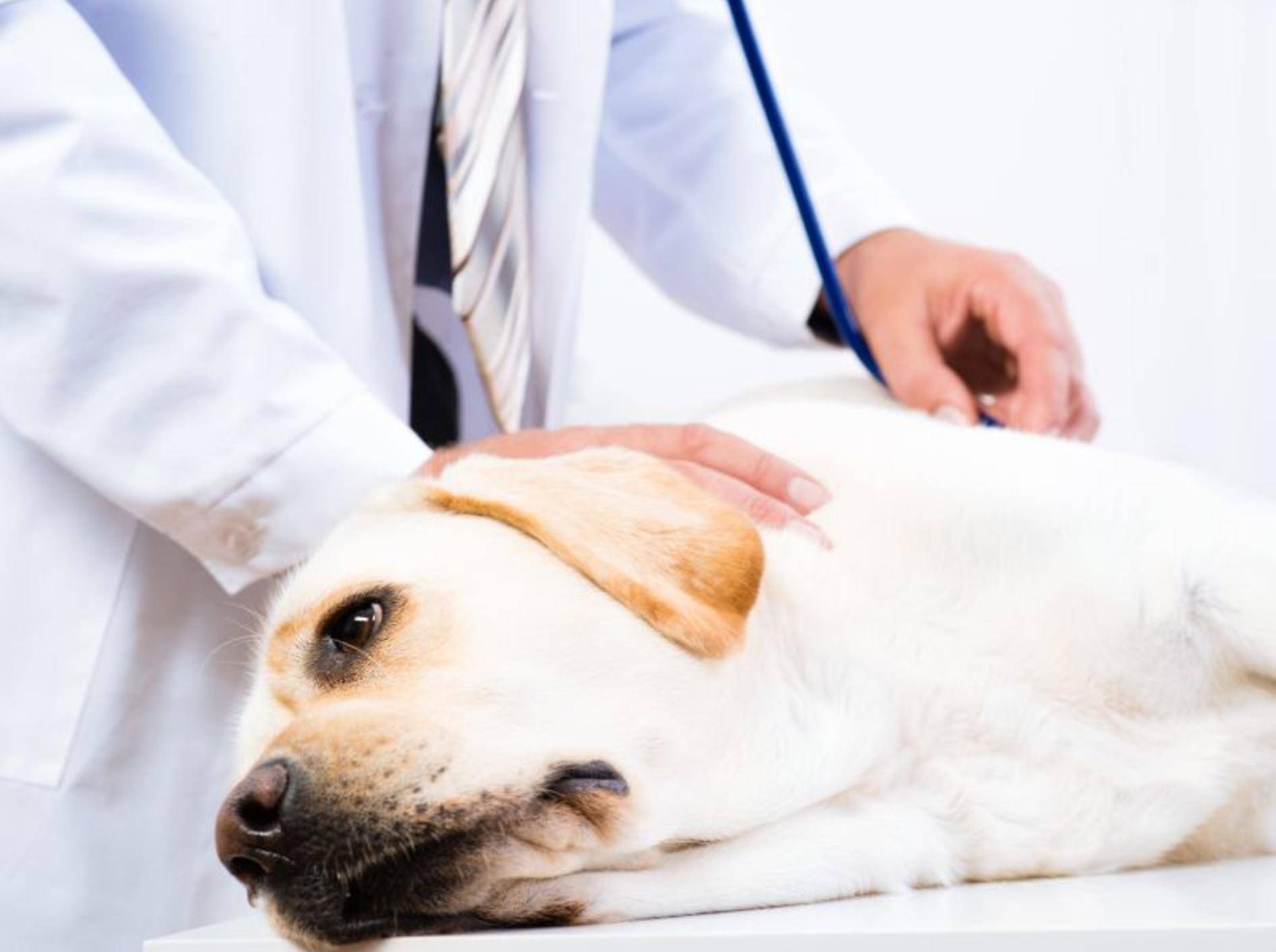 Hund kastrieren: Vor dem Eingriff wird er in Narkose gelegt – Bild: Shutterstock / Khakimullin Aleksandr