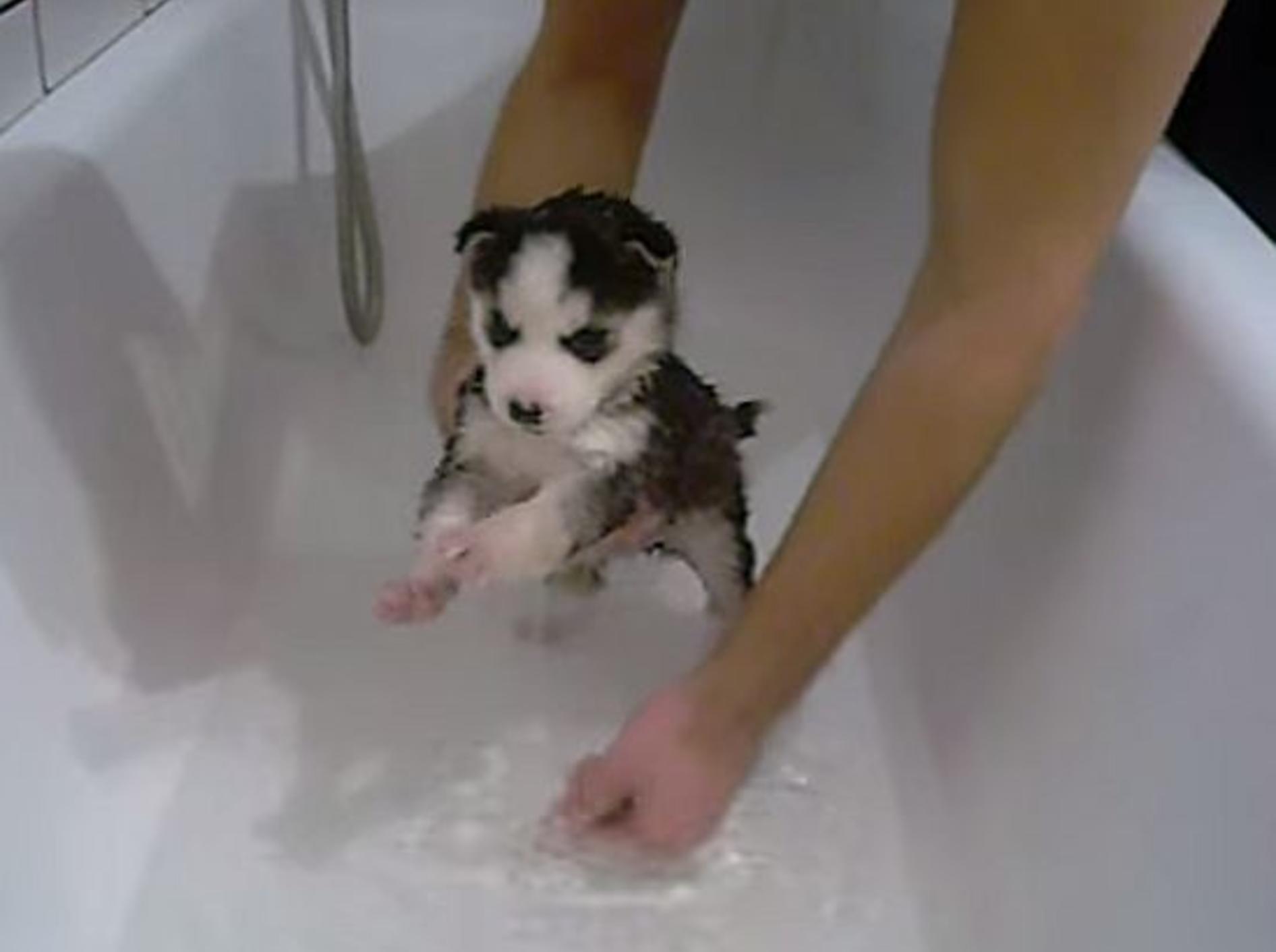 Tapferes Tierbaby: Erstes Bad für einen Husky-Welpen – Bild: Youtube / Beno Burgija