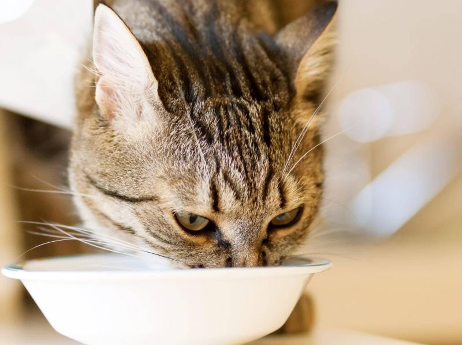 Bei einem Futterwechsel sollte die Katze nach und nach umgestellt werden – Shutterstock / elitravo