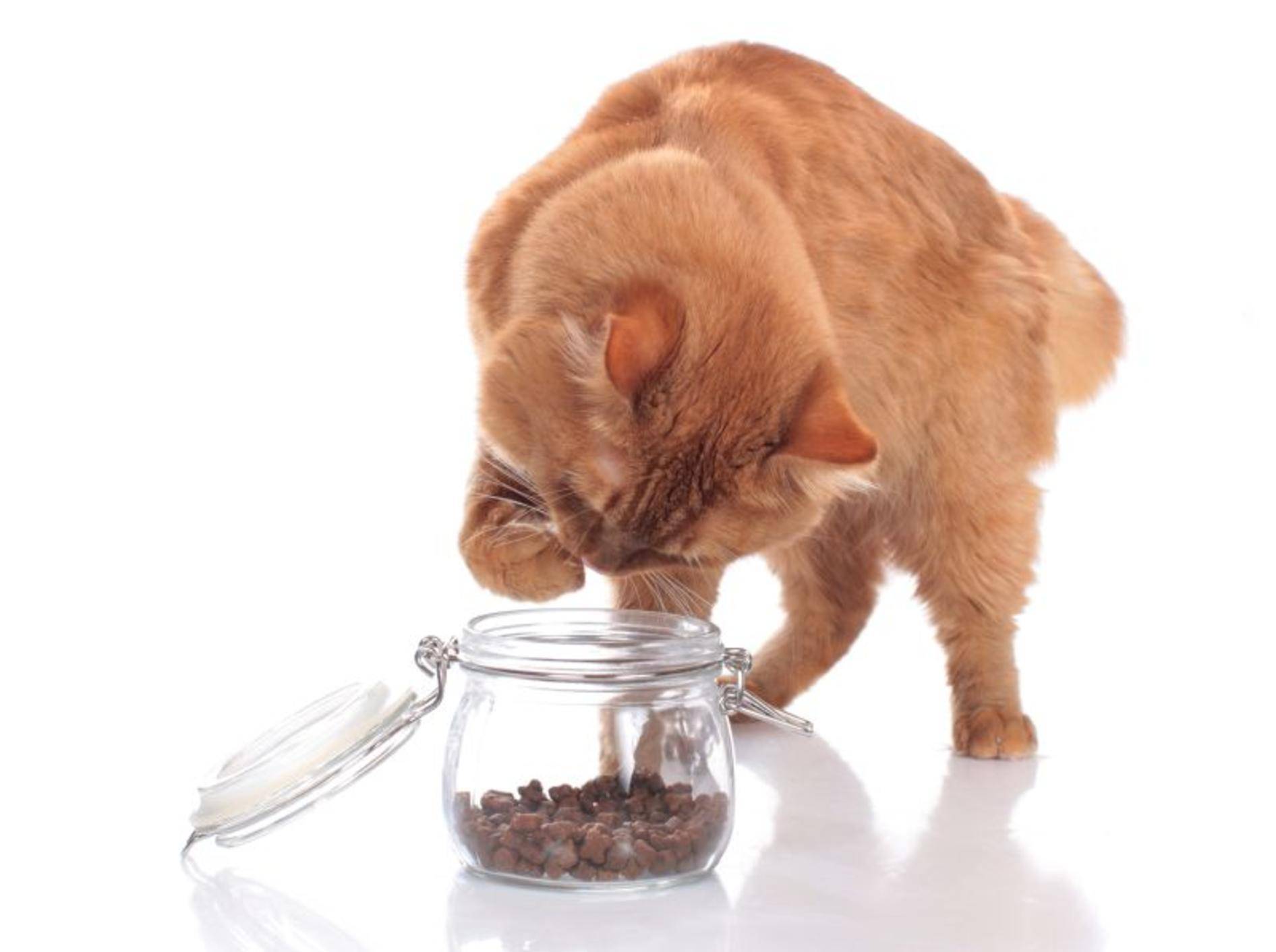 Katzenfutter hygienisch aufbewahren in der Futterbox - Bild: Shutterstock / absolutimages