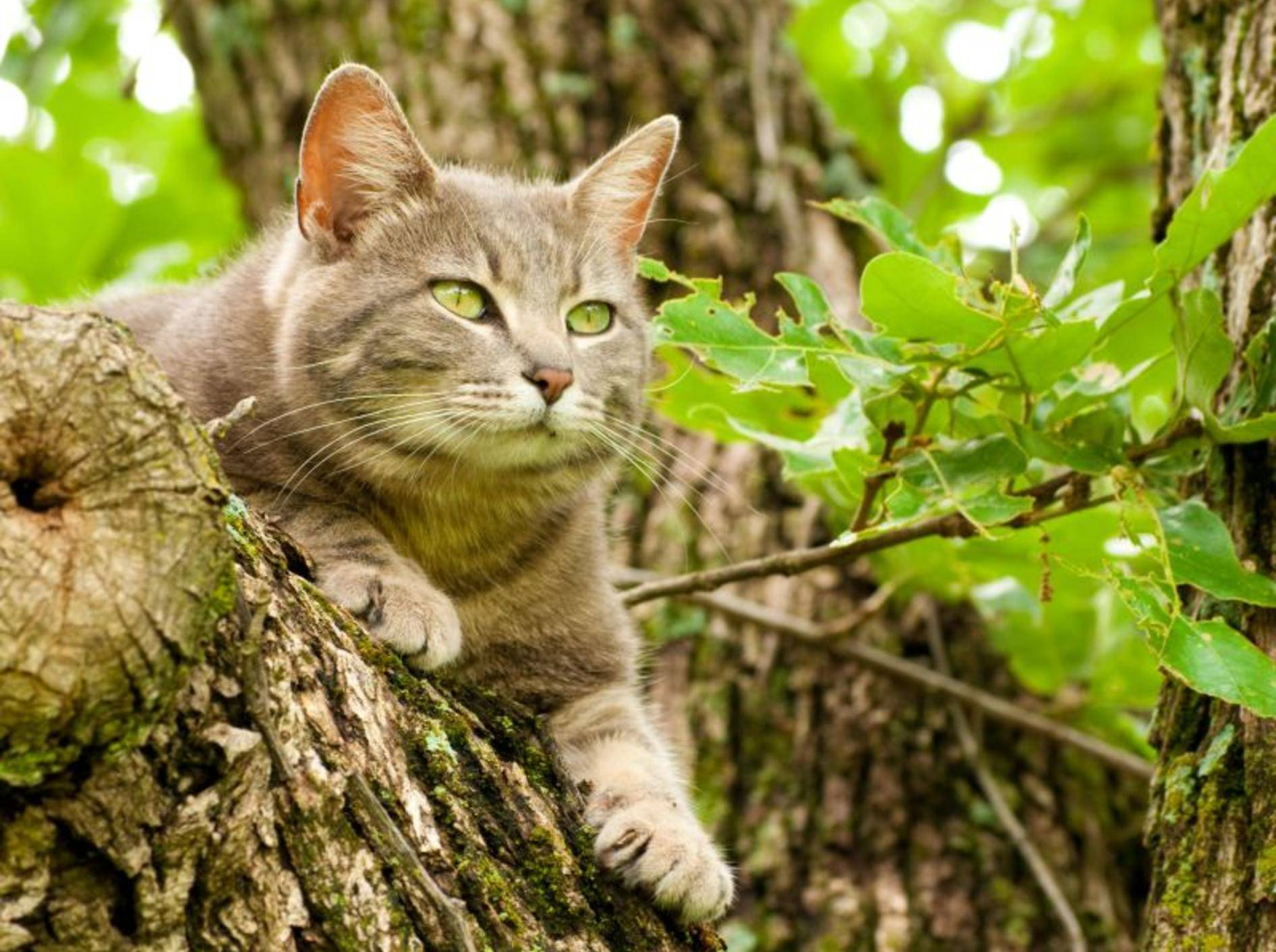 Mit ein paar Vorkehrungen können Sie Jungvögel so gut es geht vor Katzen schützen – Shutterstock / Sari ONeal