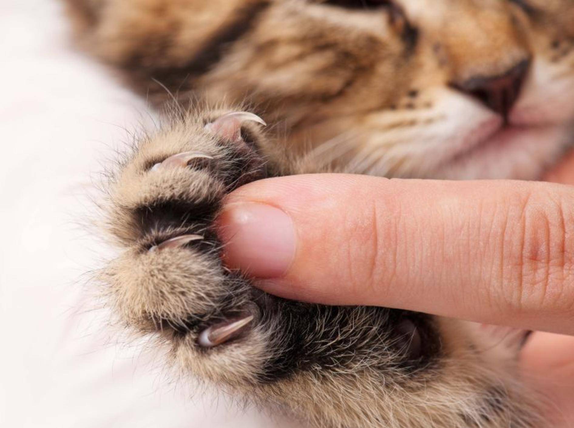 Katzenbabys müssen noch lernen, ihre Krallen beim Spielen unter Kontrolle zu haben – Shutterstock / Lubava