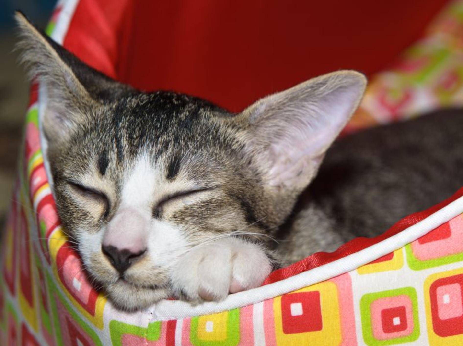 Die kuscheligsten Katzenbetten – Bild: Shutterstock / JeepFoto