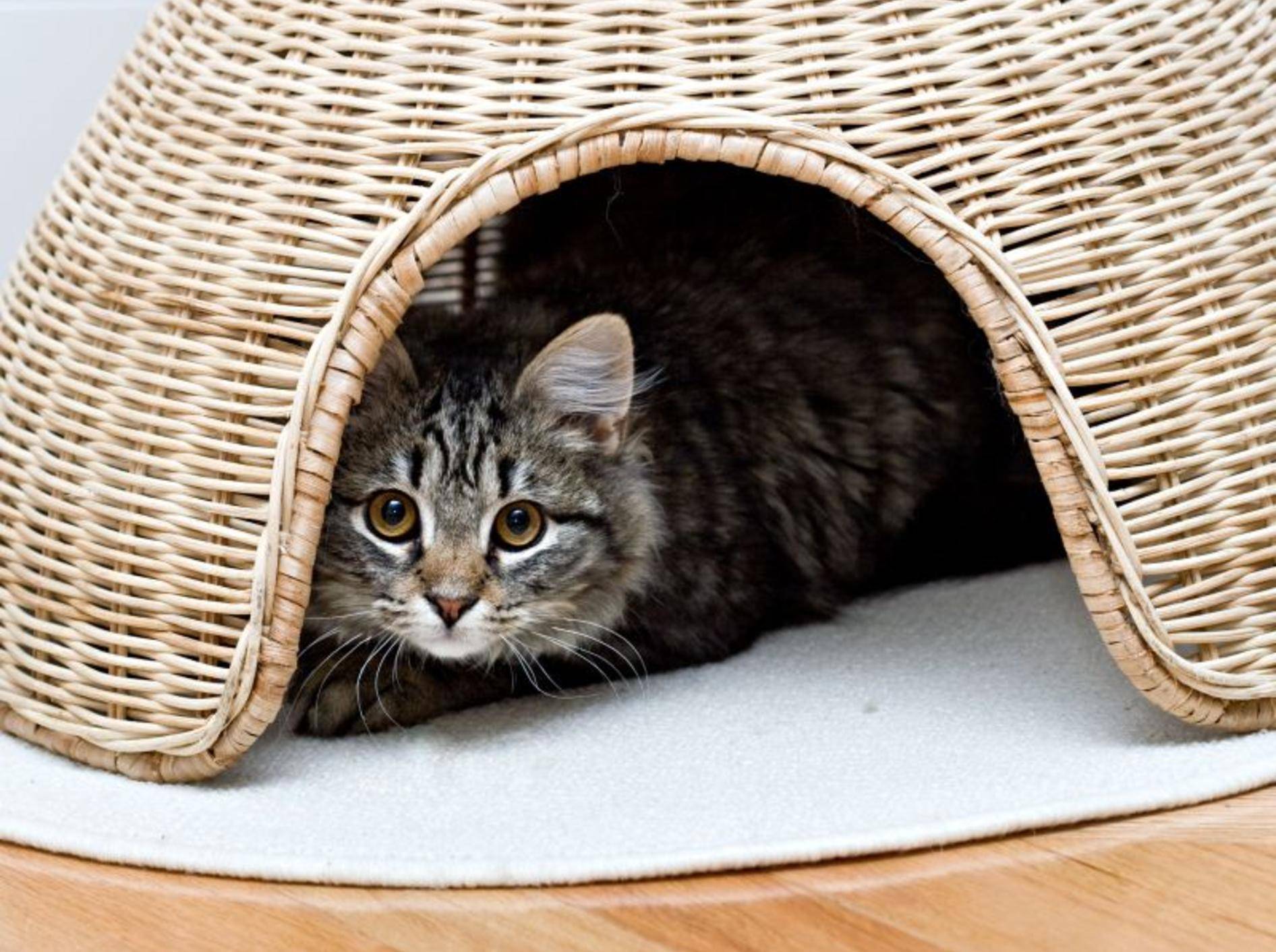 Verstecken macht Spaß: Vier schöne Katzenhöhlen – Bild: Shutterstock / Alon Brik