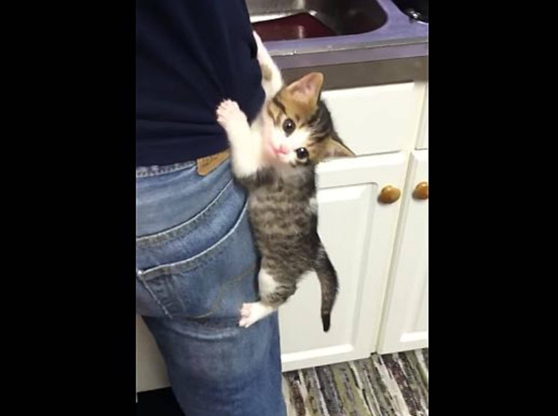 Katzenbaby Moses spielt den Klettermax – Bild: Youtube / milkdrinkingfool