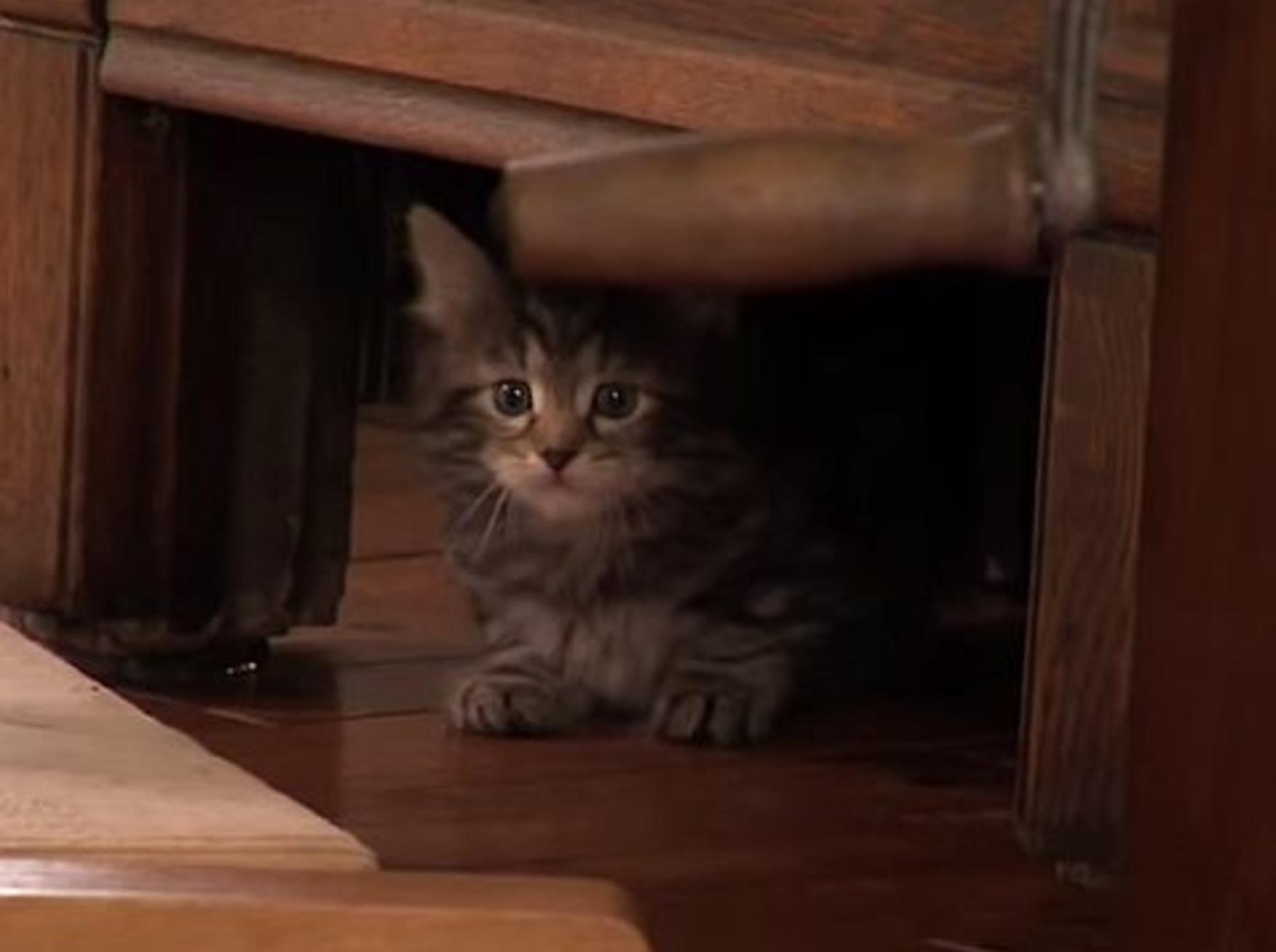 Wie süß: Kleine Katze auf großer Klettertour – Bild: Youtube / Animal Planet