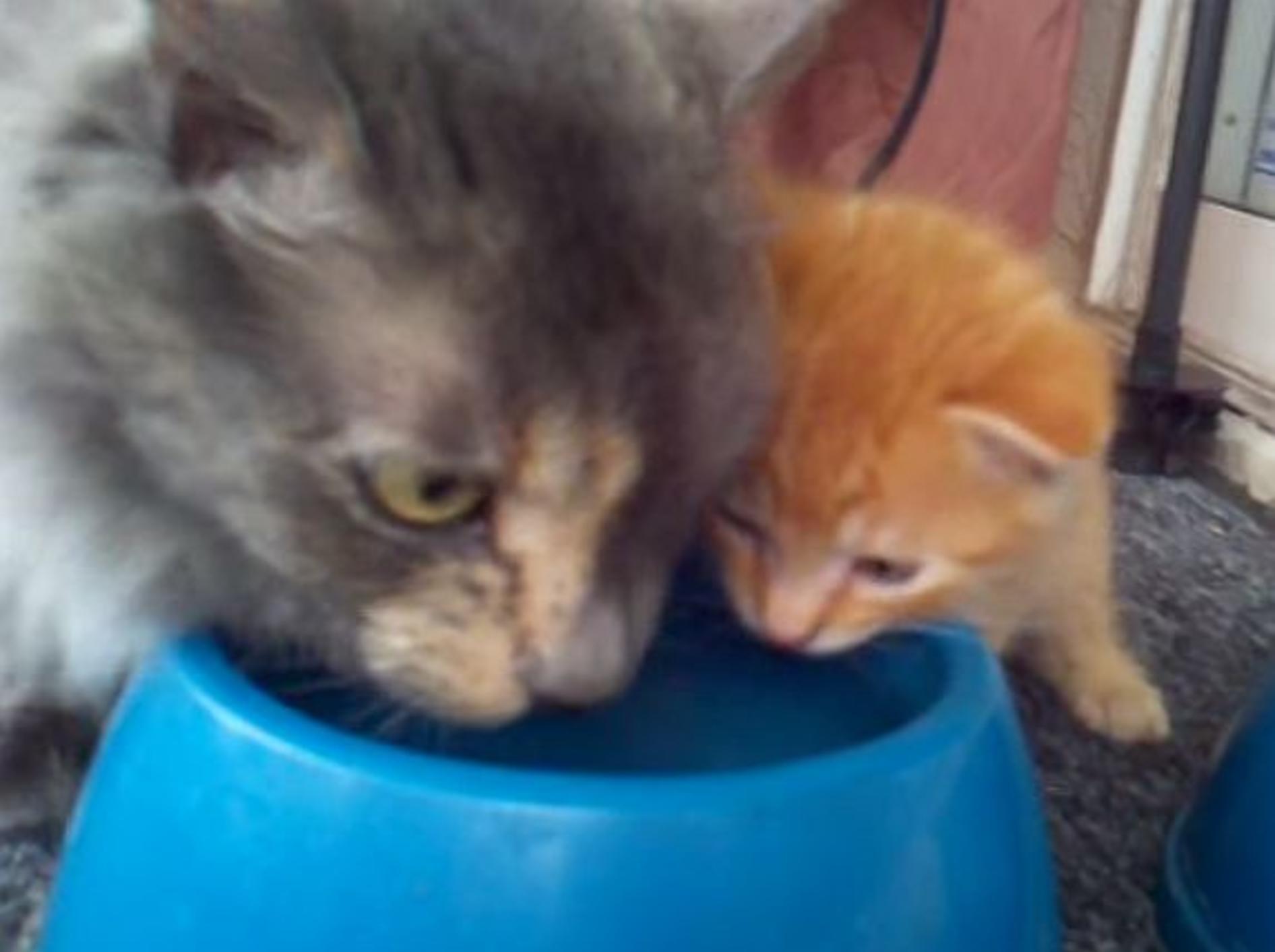 Katzenmutter macht vor: "So trinkt man Wasser!" – Bild: Youtube / Owen DeNiro