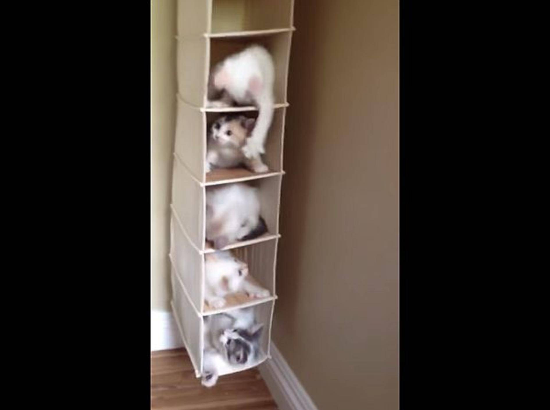 Katzenbabys präsentieren: Spielspaß im Hängeregal – Bild: Youtube / Aleya Cunningham