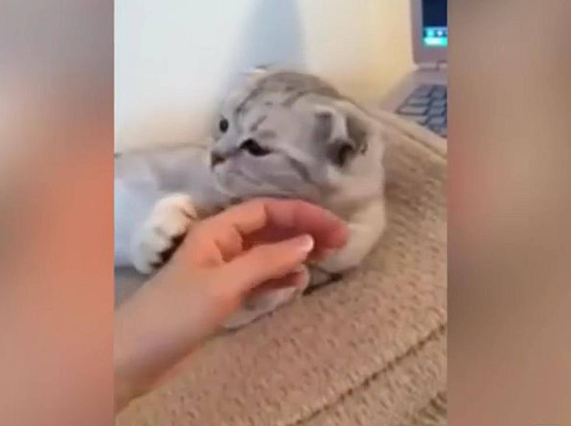 Videozusammenstellung: Süße Katzenumarmungen – Bild: Youtube / FunnyTV