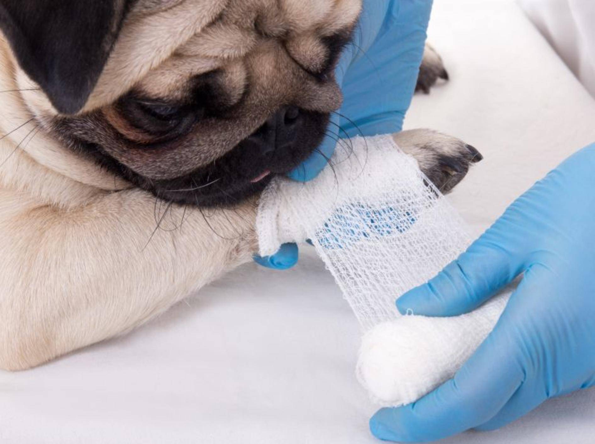 Entzündete Krallen: Ein Pfotenverband schützt die Haut des Hundes – Bild: Shutterstock / Di Studio