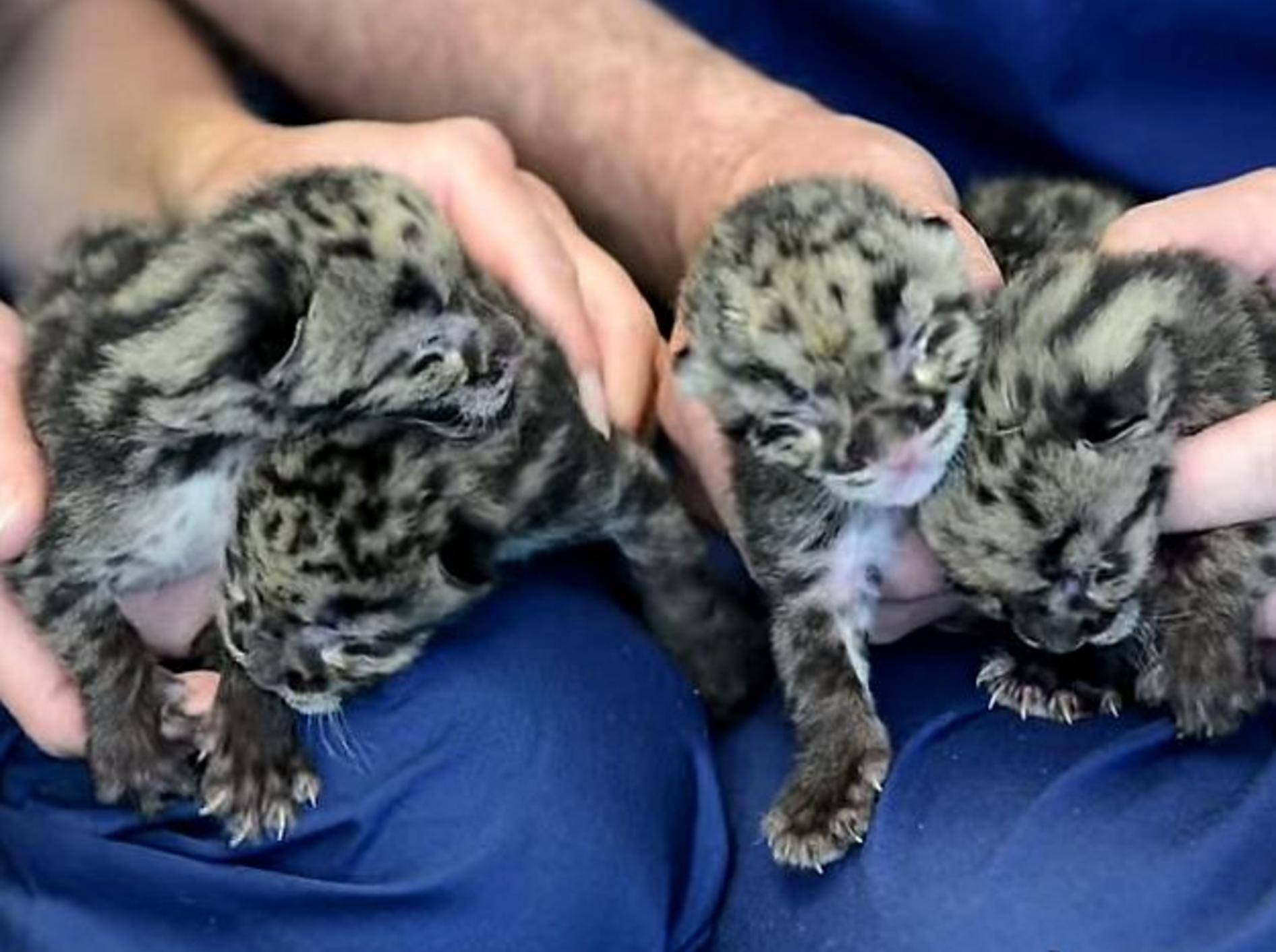 Seltenes Glück: Vier Nebelparder-Babys in Zoo geboren – Bild: Youtube / PtDefianceZoo1