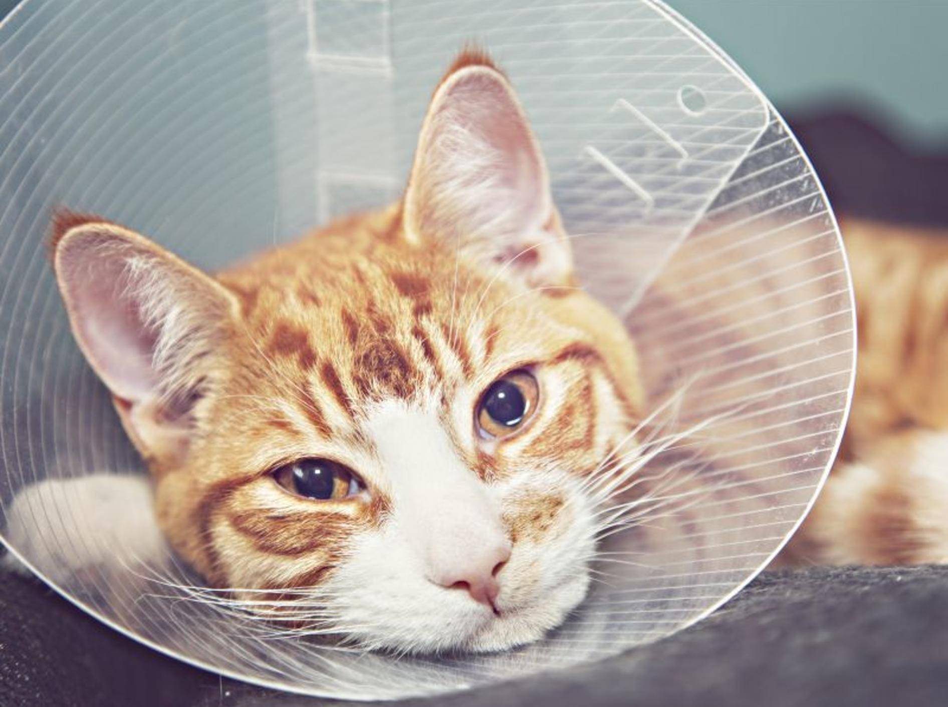Nach der OP braucht die Katze Ruhe, Liebe und Wärme – Bild: Shutterstock / Sophie McAulay