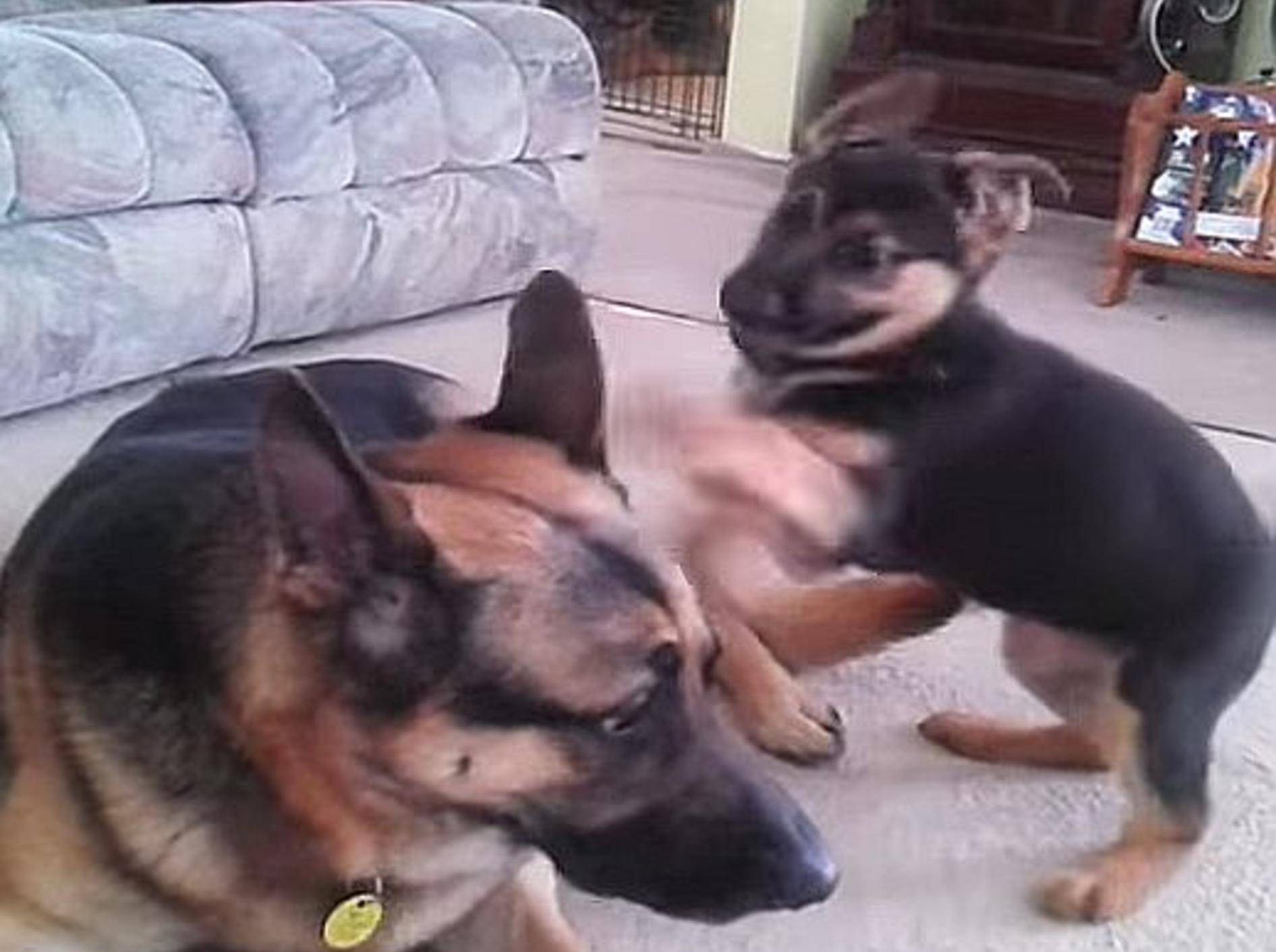 Schäferhund-Welpe spielt mit Papa – Bild: Youtube / StonehillKennels