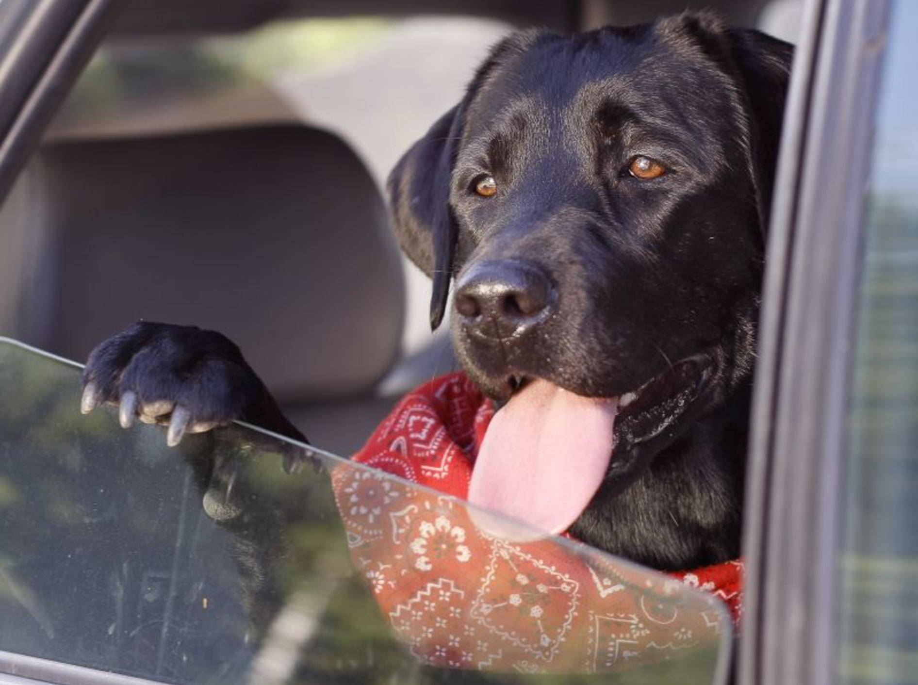 Lassen Sie Ihren Hund nie im Auto warten – Bild: Shutterstock / lenetstan