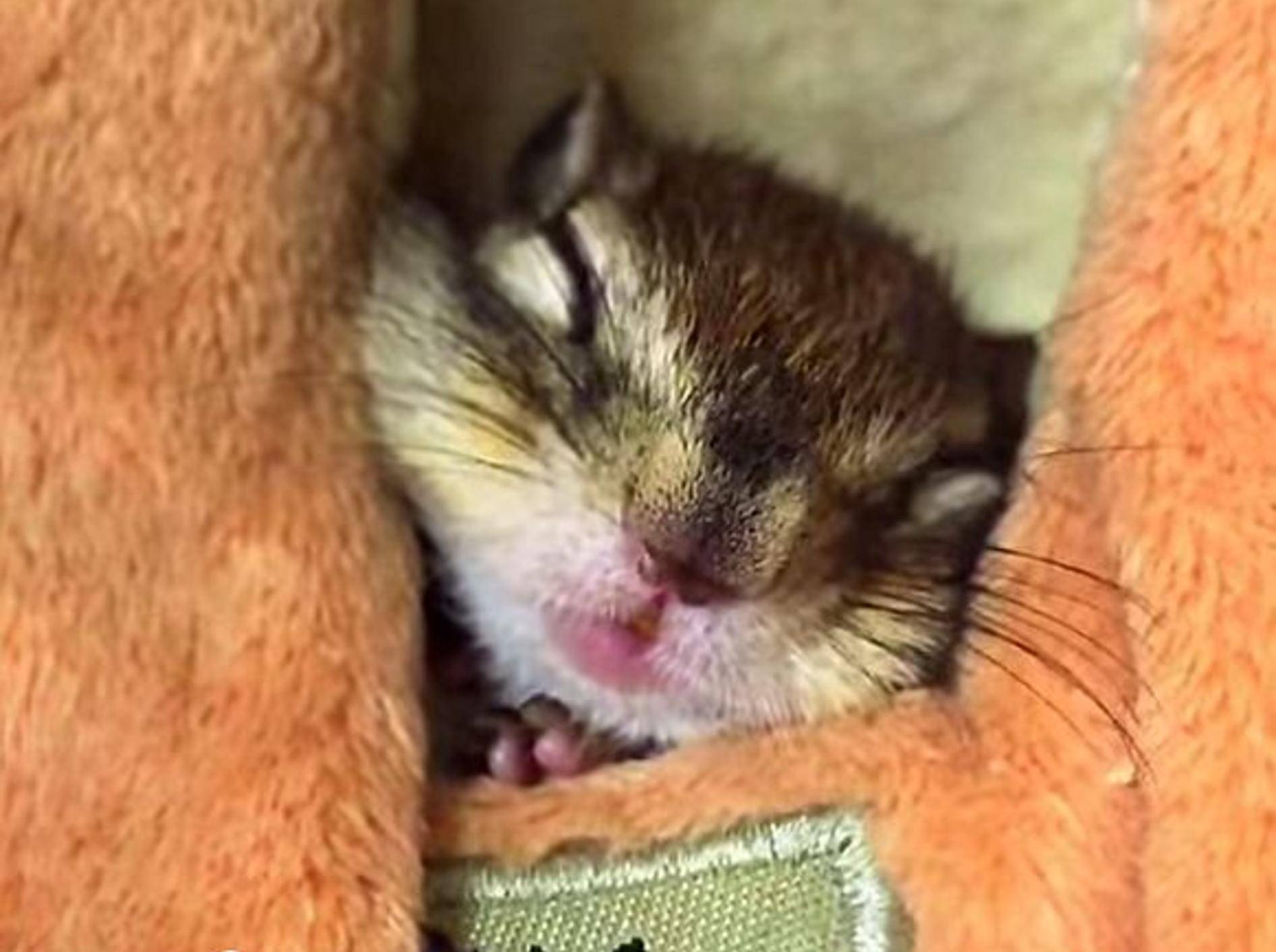 So müde, kleines Streifenhörnchen? – Bild: Youtube / bikke the chip