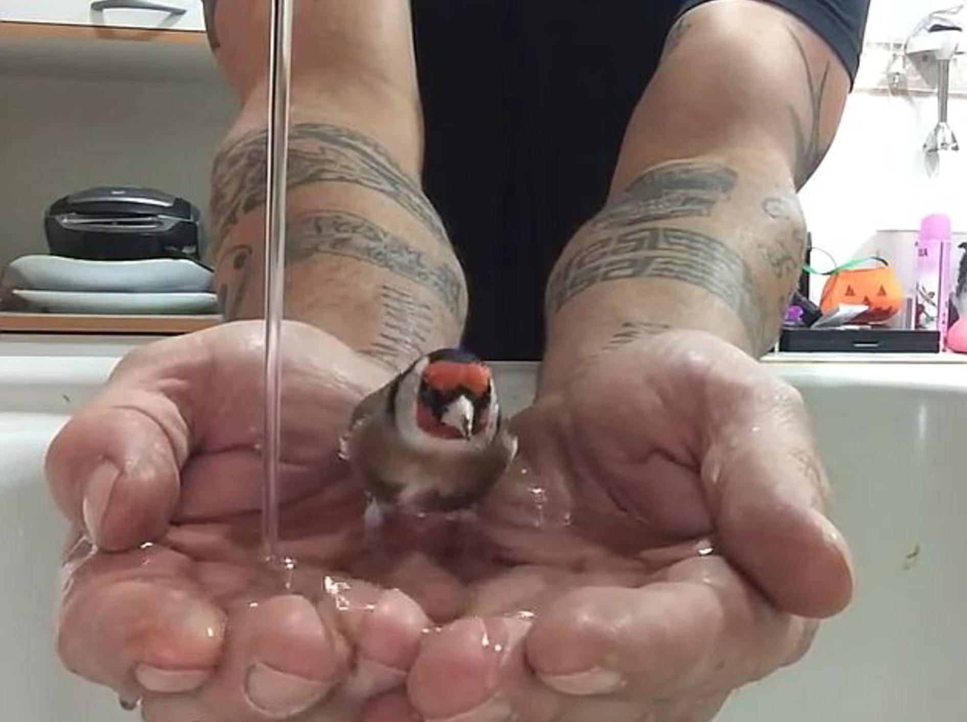 Kleiner Vogel nimmt ein süßes Bad – Bild: Youtube / Canal de rrafa13