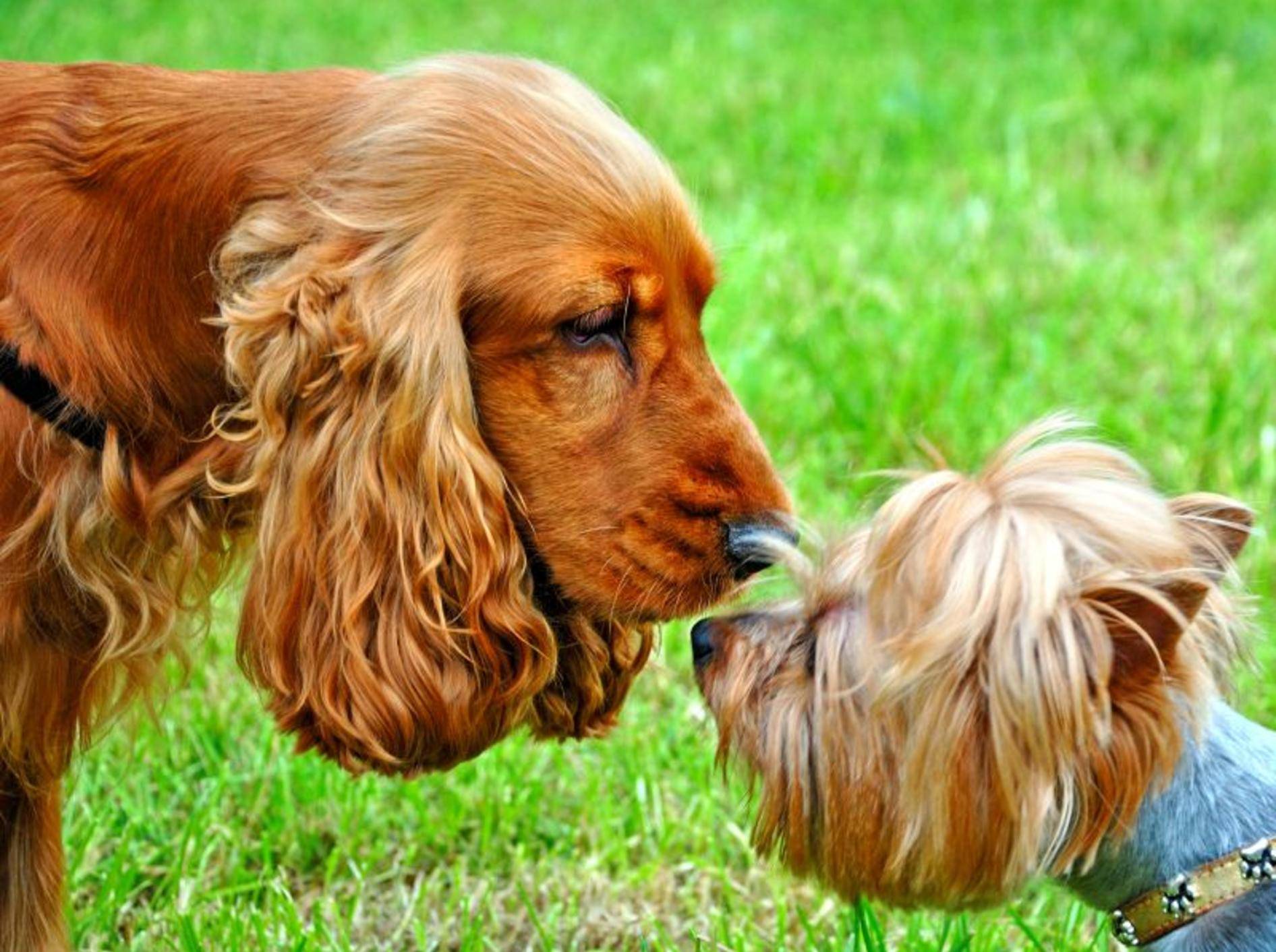 Mit ein paar Tipps laufen die Begegnungen zwischen Hunden harmlos ab – Bild: Shutterstock / Volodymyr Burdiak