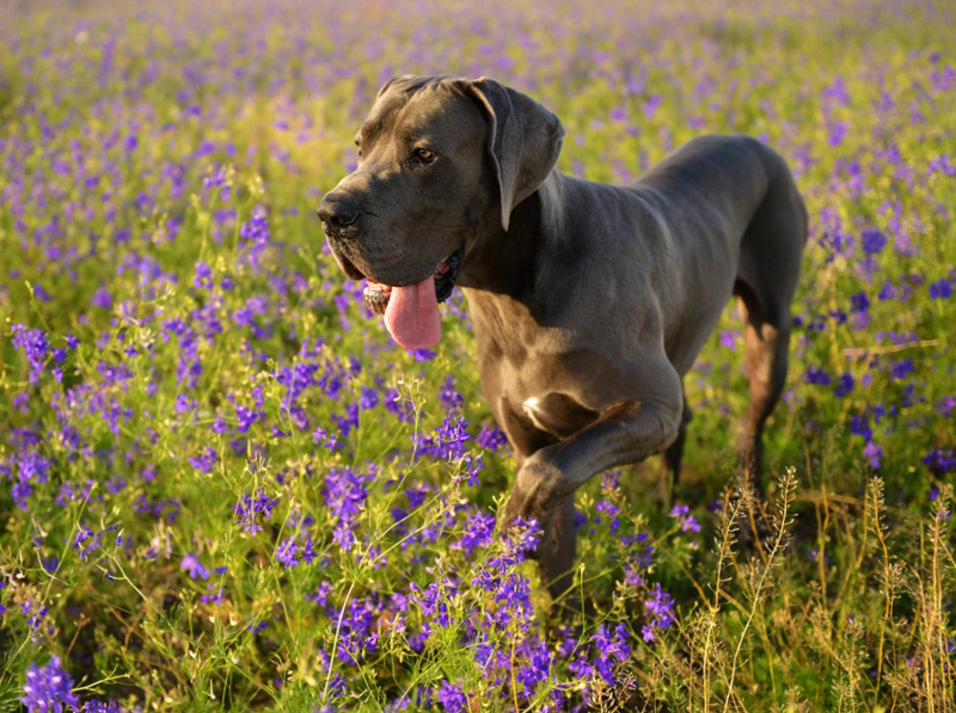 Insbesondere Hunde großer Rassen wie die Dogge haben ein erhöhtes Risiko für eine Magendrehung – Shutterstock / belu gheorghe