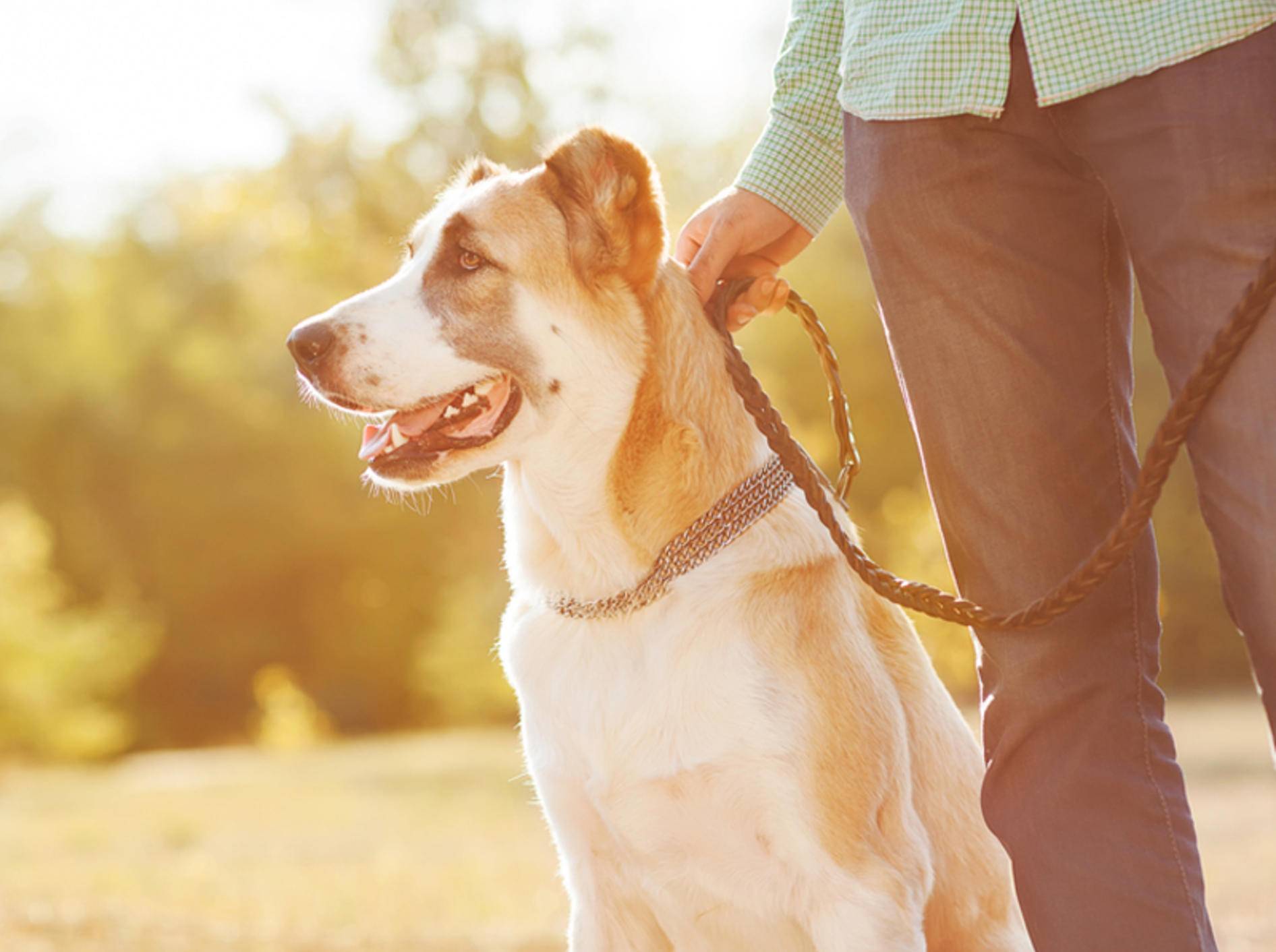 Beim Hundespaziergang sollten Sie ein paar Grundregeln beachten - Bild: Shutterstock / Rock and Wasp