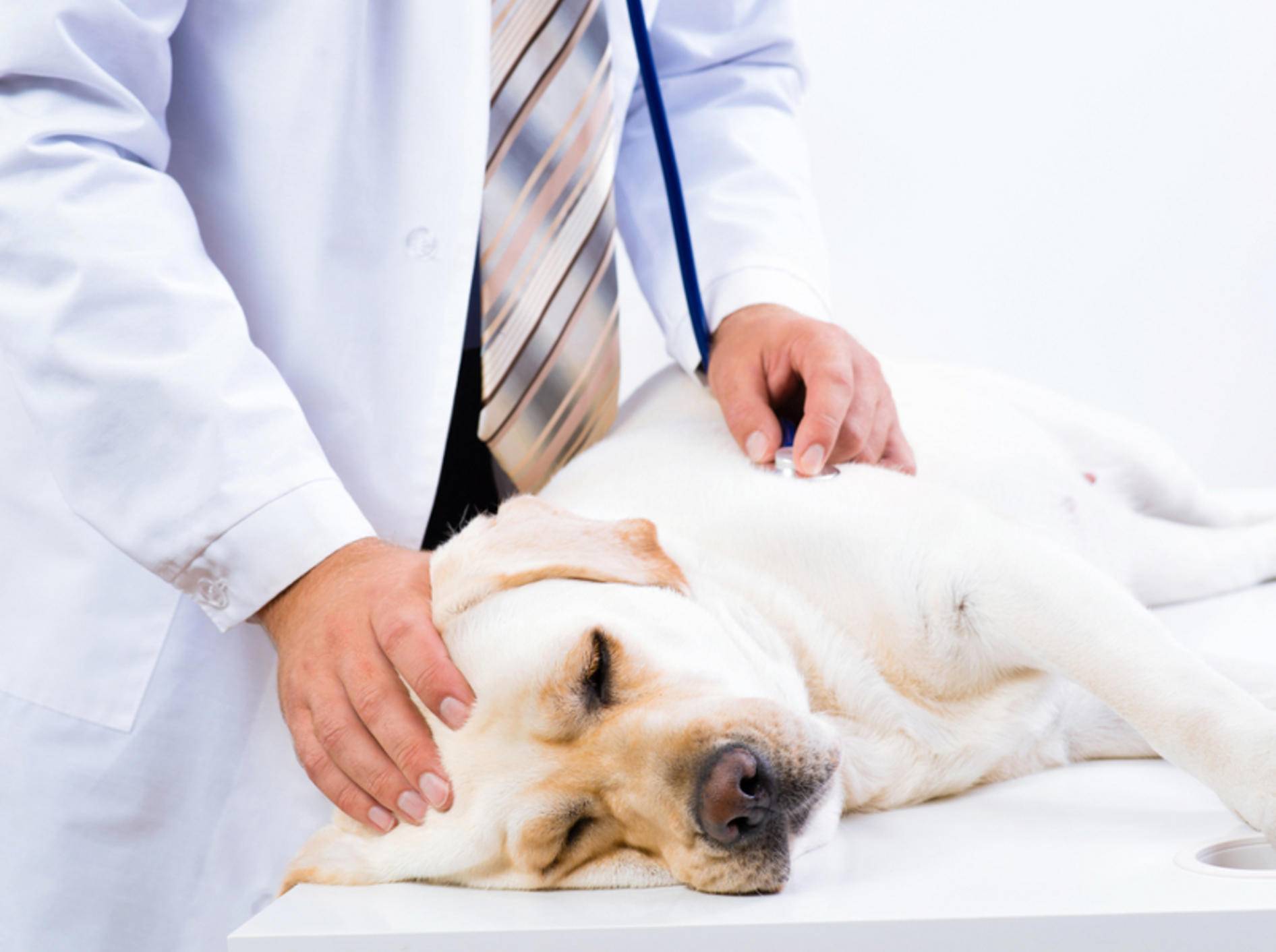 Eine Magendrehung beim Hund ist ein absoluter Notfall und erfodert sofortige medizinische Hilfe – Bild: Shutterstock / Khakimullin Aleksandr