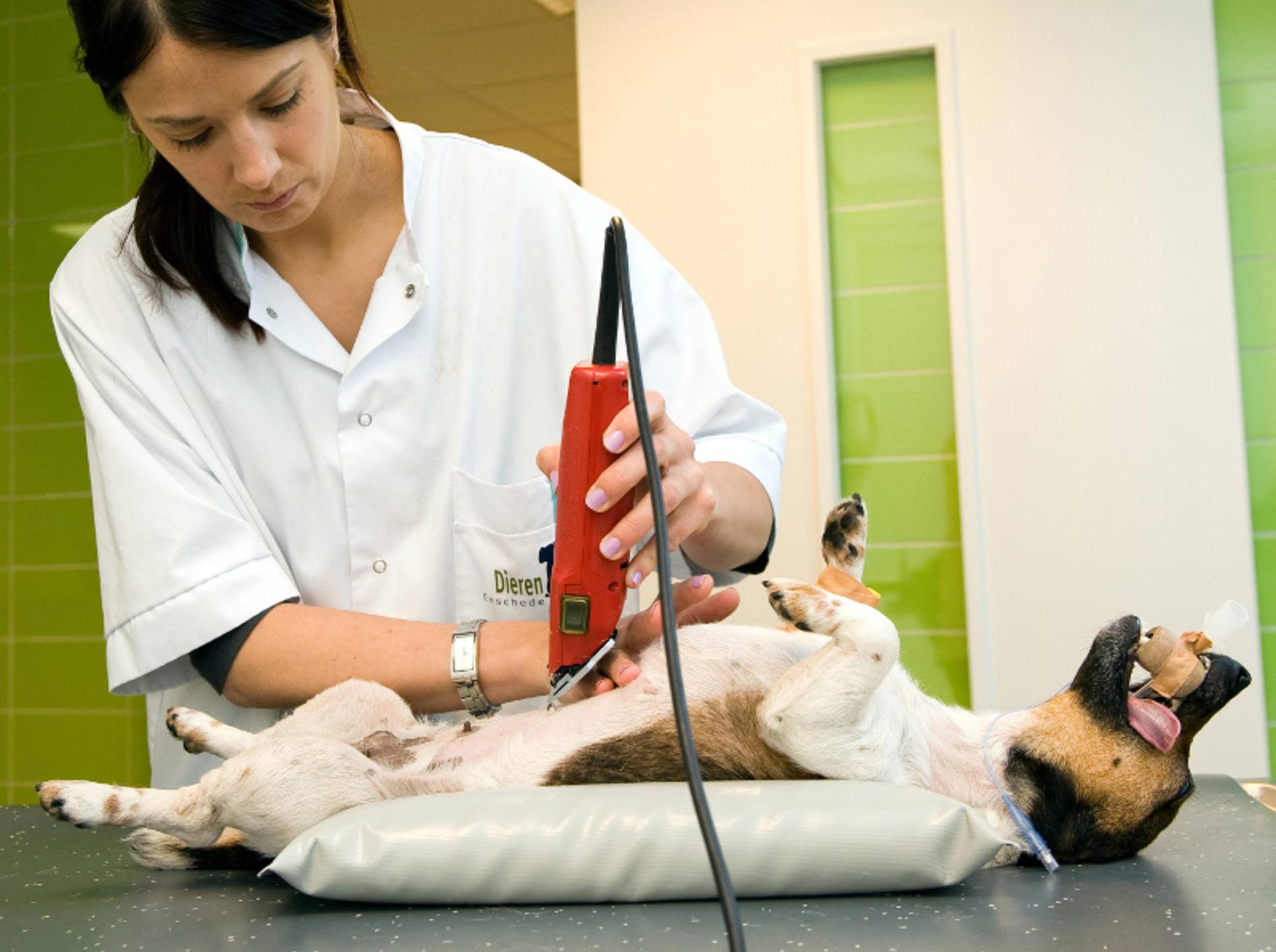 Bei einer Magendrehung muss der Hund meist operiert werden – Bild: Shutterstock / Robert Hoetink