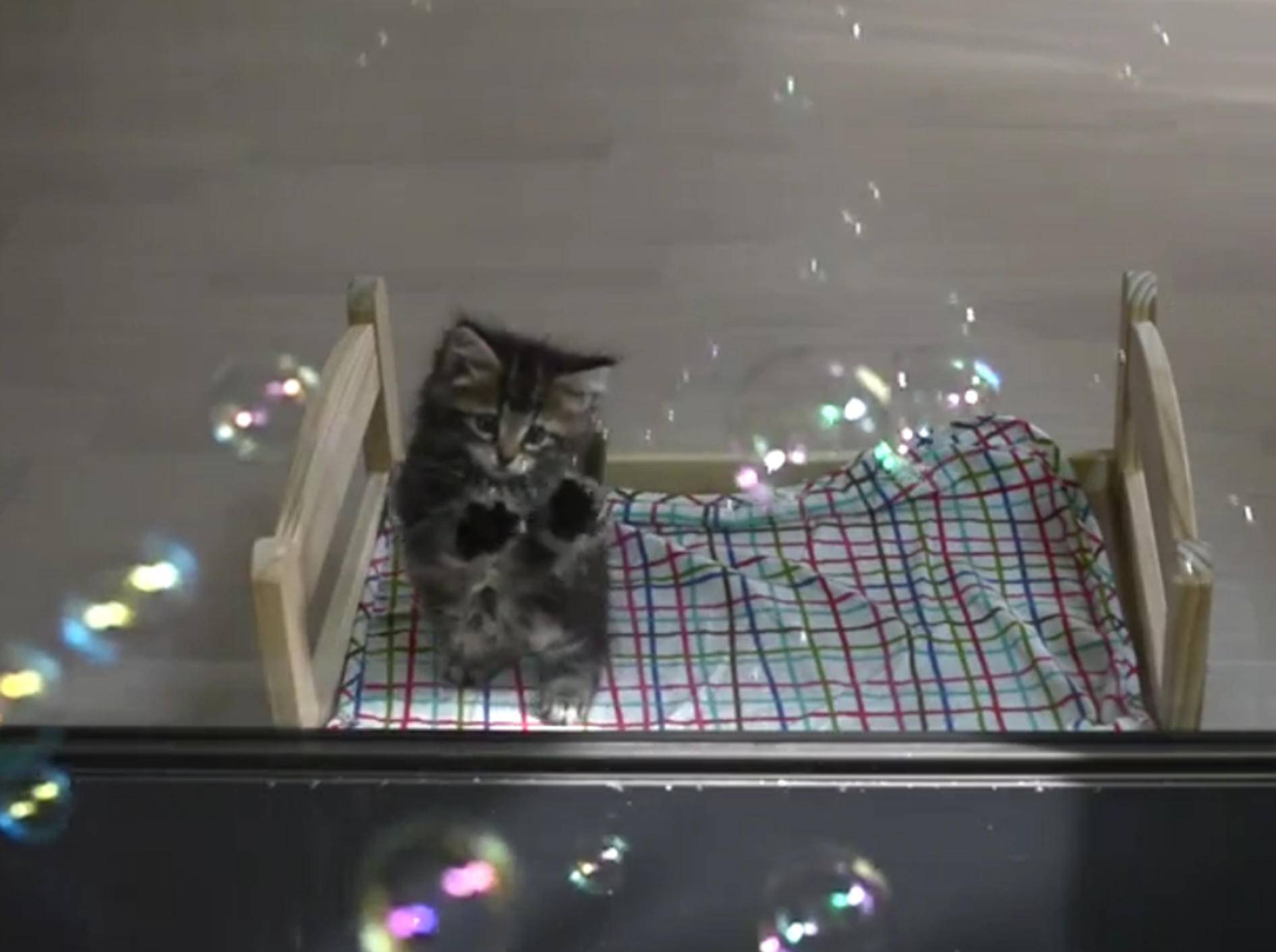 Süße Kätzchen verliebt in Seifenblasen – Bild: YouTube / １０Cats.