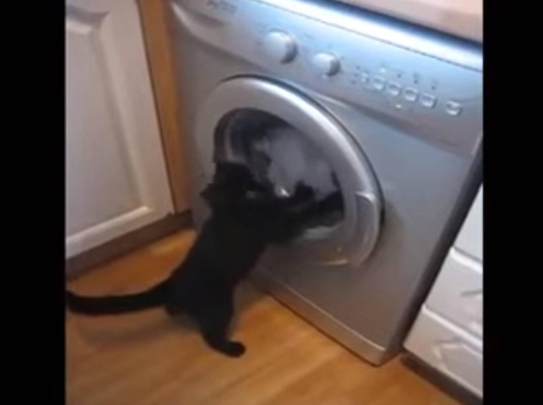 Drehwurm garantiert: Katze kämpft gegen Waschmaschine – Bild: YouTube / Cute Box