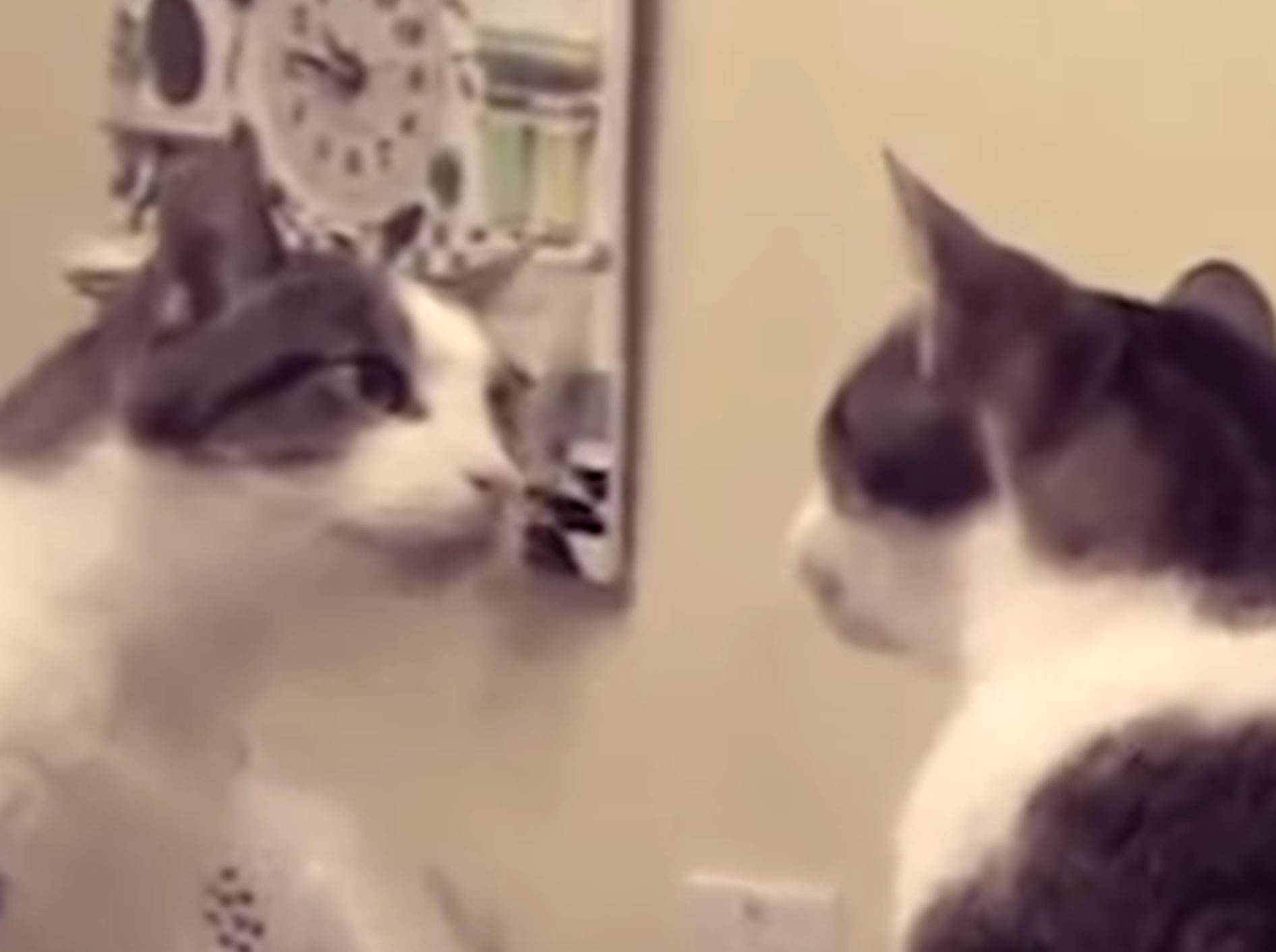 Compilation zum Lachen: Katzen vs. Spiegel – YouTube / The Dodo