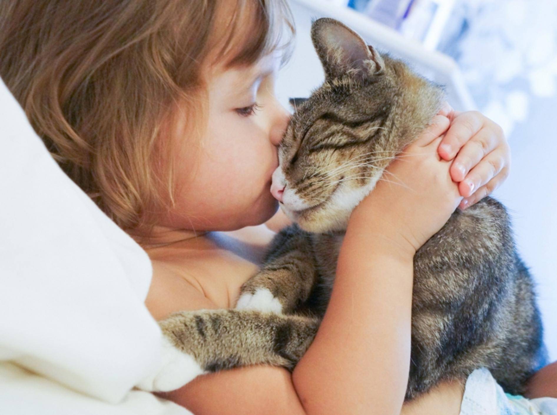 Katzen können in seltenen Fällen Würmer auch auf den Menschen übertragen – Shutterstock / Alena Haurylik