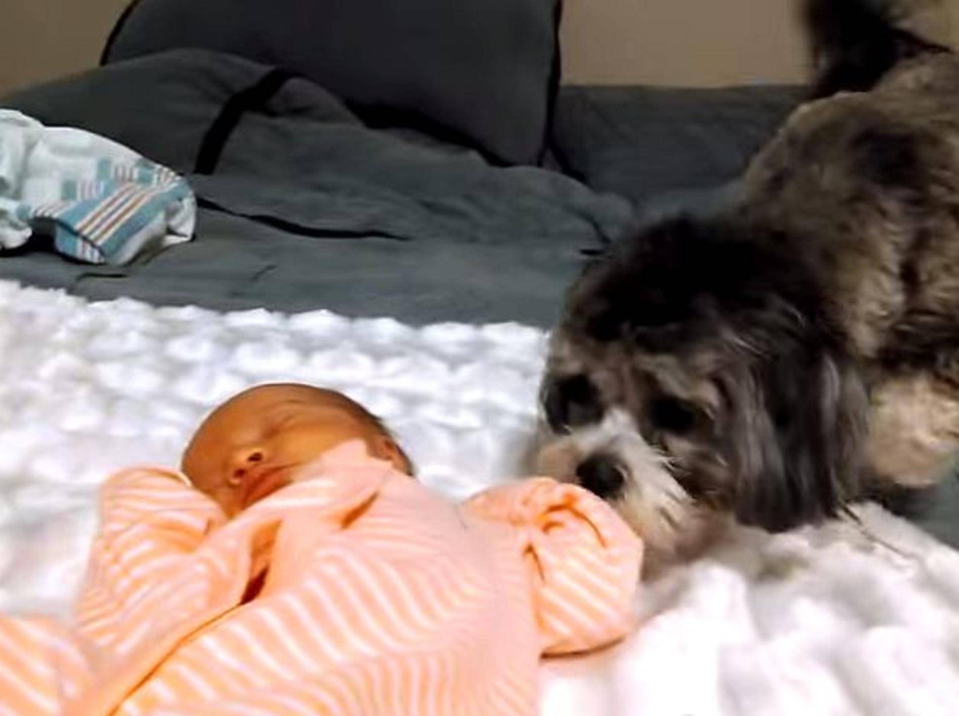 Welpe sieht zum ersten Mal ein Baby – Bild: Youtube / Rumble Viral