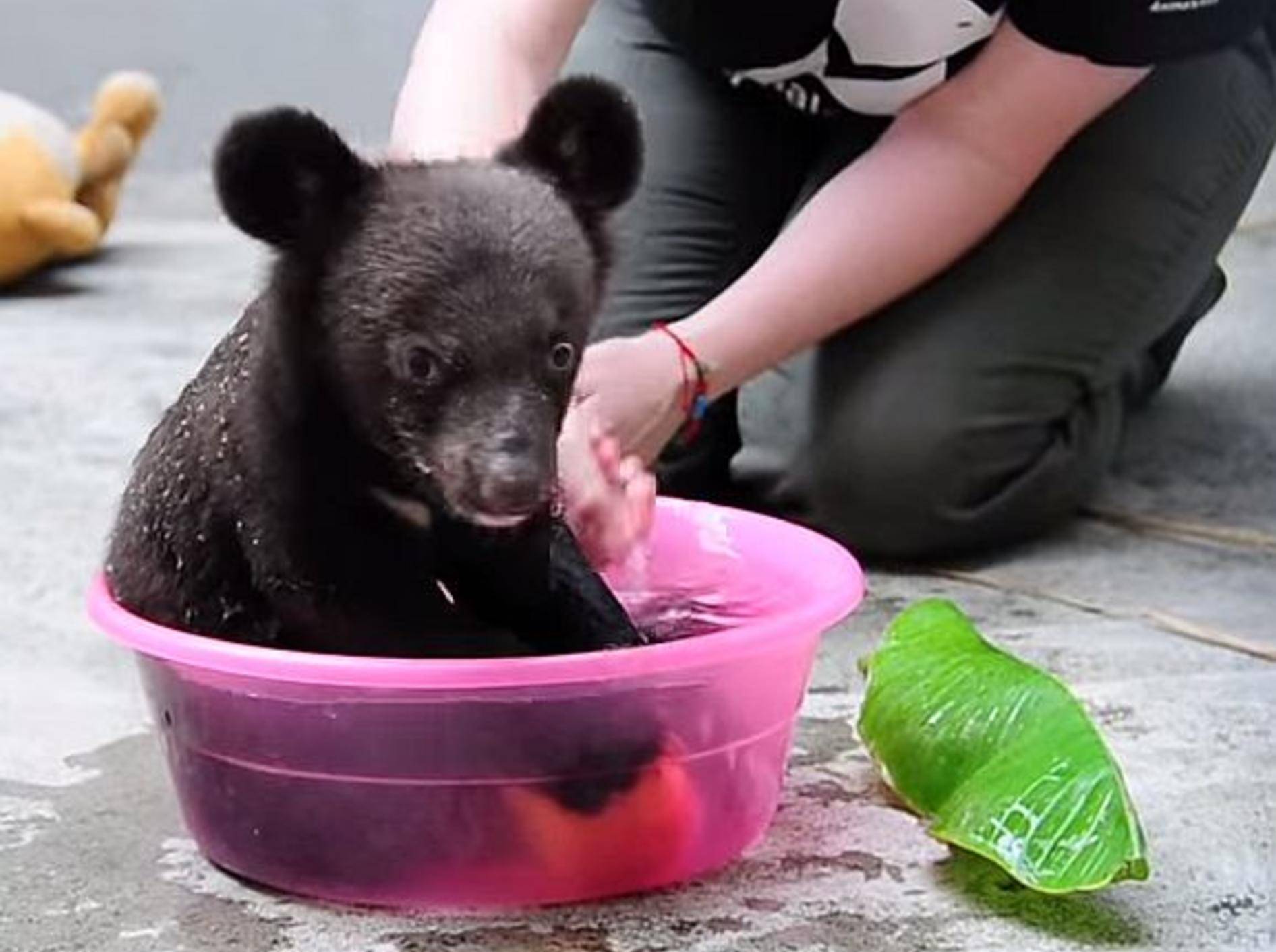 Badezeit bei einem Babybär – Bild: Youtube / Animals Asia
