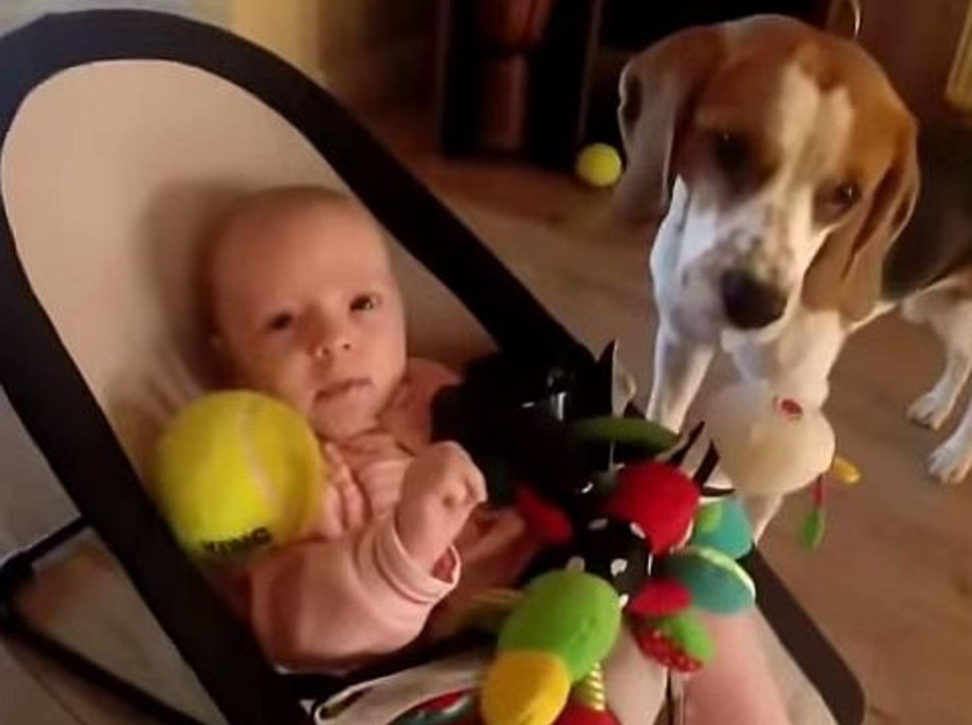 So süß: Beagle mit schlechtem Gewissen will ein Baby trösten – Bild: Youtube / GermanNewzChannel