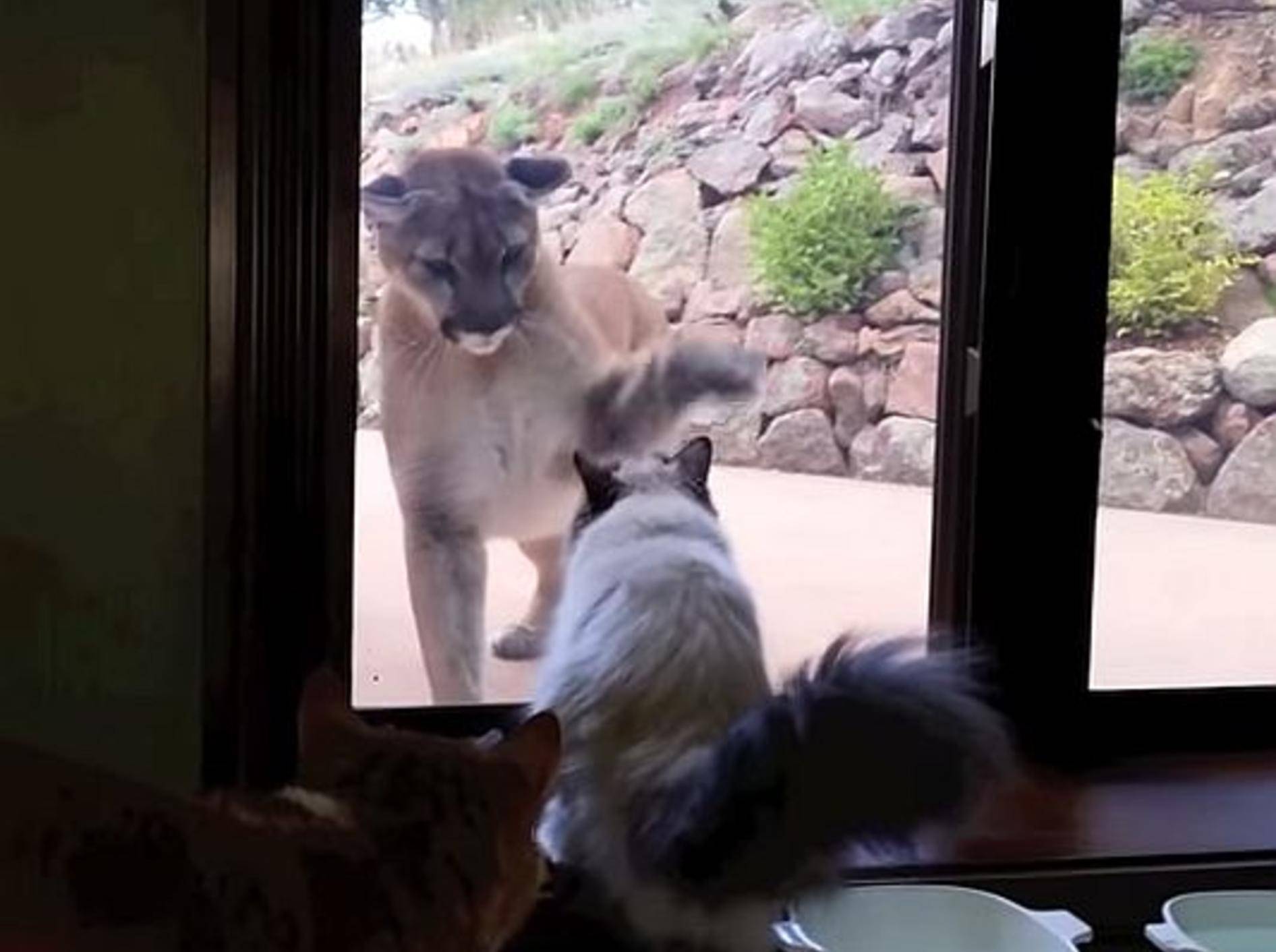 Abenteuerlich: Katze vertreibt Berglöwen – Bild: Youtube / MabeInAmerica
