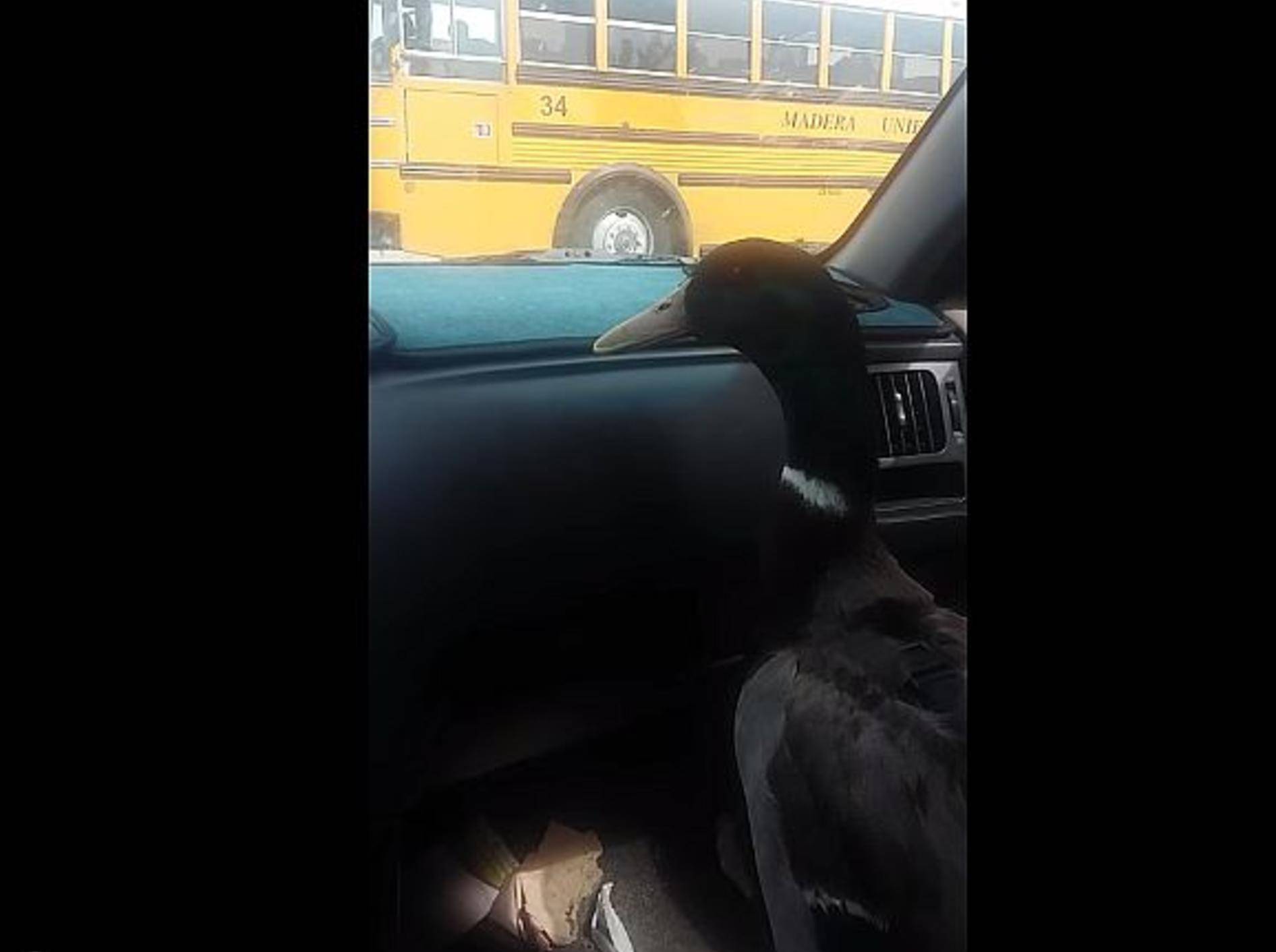 Tierisch ungewöhnlich: Ente wartet auf Schuljungen – Bild: Youtube / Jamie Toschi