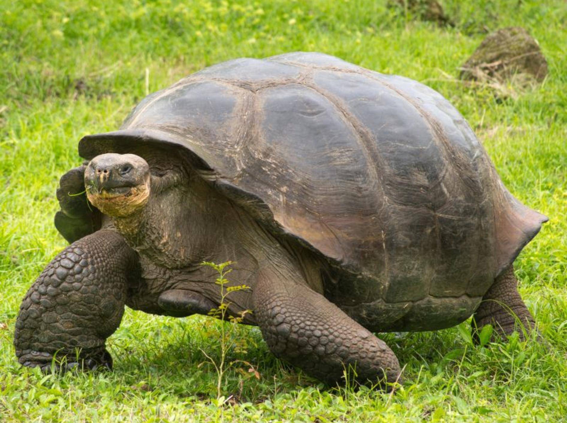 Galápagos-Riesenschildkröte: Bis zu 15 Unterarten werden zu ihr gezählt – Bild: Shutterstock / Fotos593