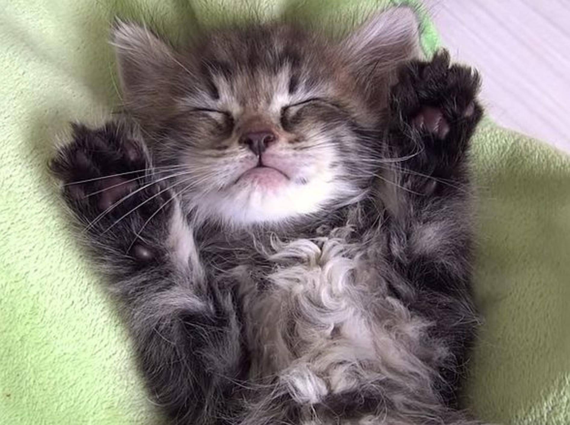 Flauschiges Katzenbaby: "Juhu, hier fühl' ich mich wohl!" – Bild: Youtube / １０Cats.