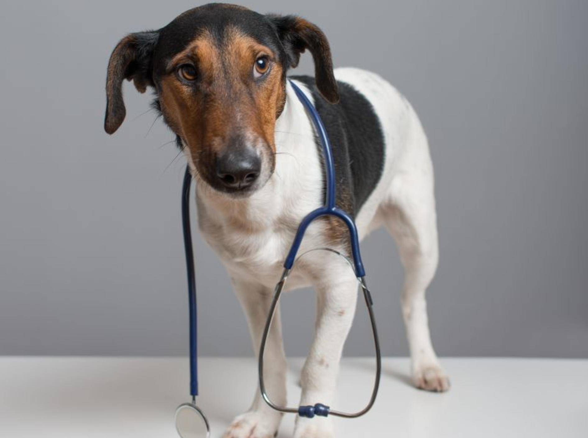 Die Bauchspeicheldrüsenentzündung ist ein Fall für den Tierarzt – Bild: Shutterstock / laszlo