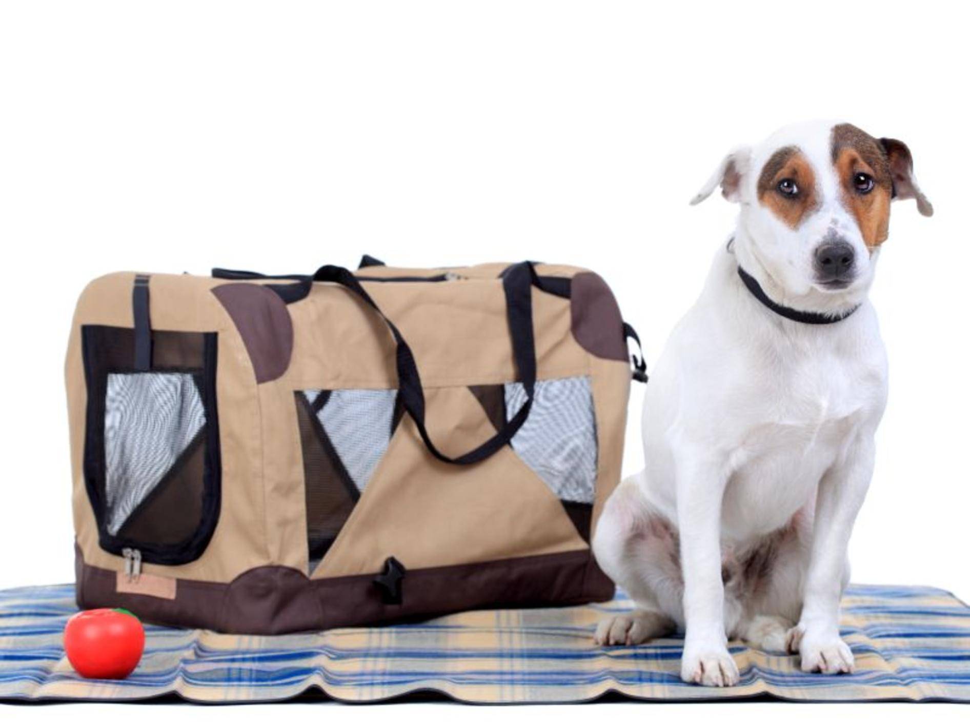 Flugpaten ermöglichen Hunden die Reise ins neues Zuhause – Bild: Shutterstock / Nikola Spasenoski
