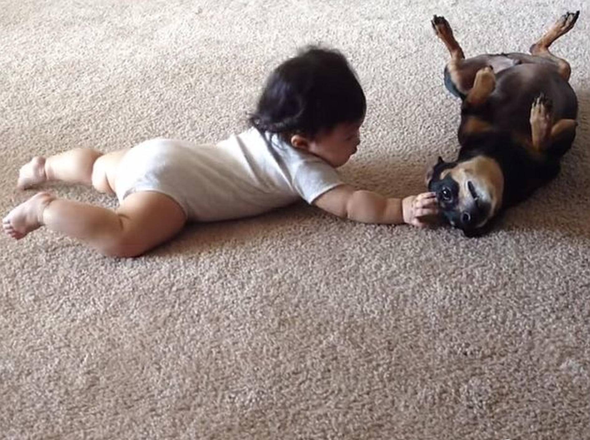 Hund und Baby: "Hey du, wollen wir Freunde werden?" – Bild: Youtube / Rumble Viral
