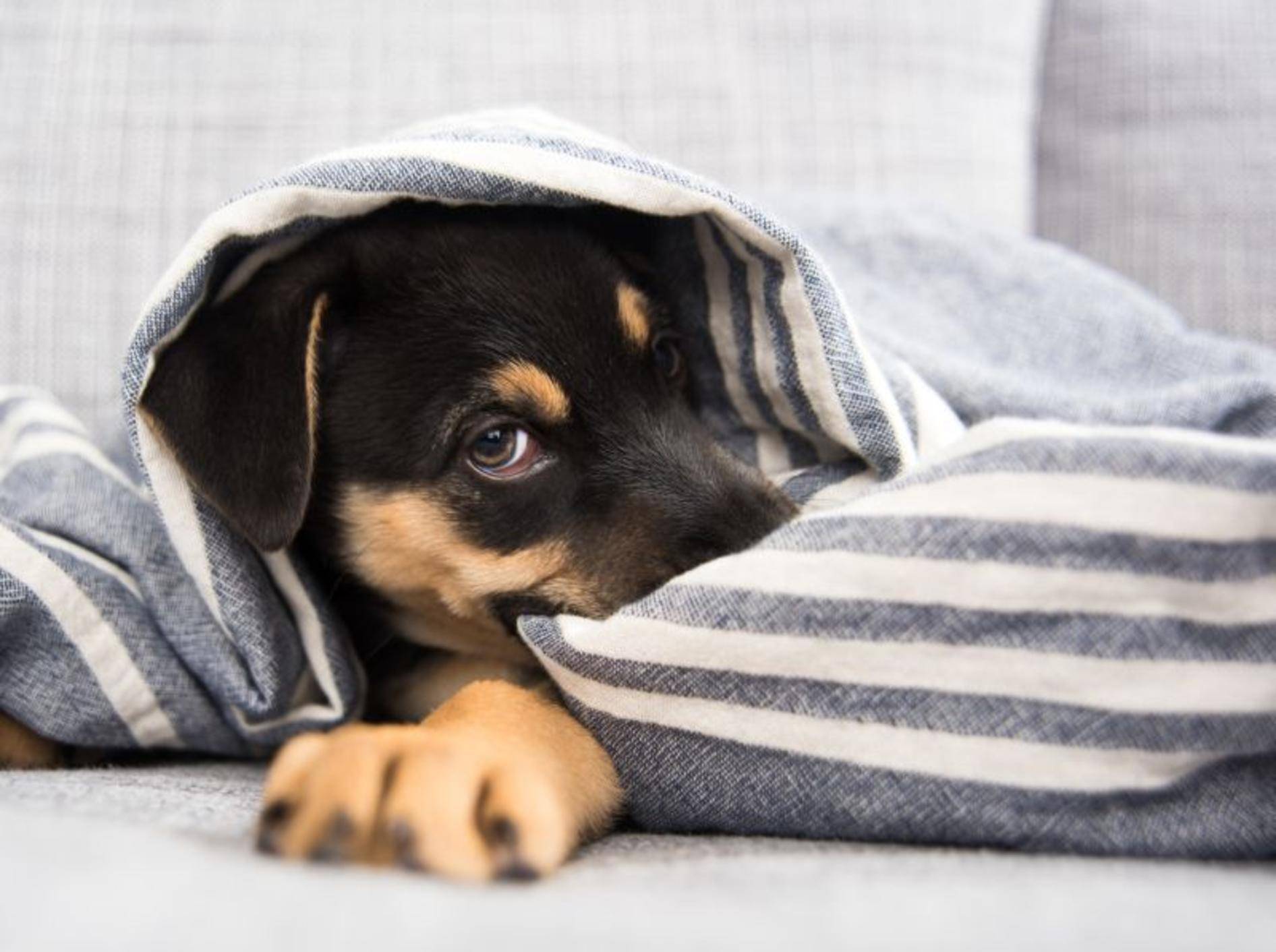 Viele Hunde fühlen sich bei Gewitter sicherer in einem Versteck – Bild: Shutterstock / Anna Hoychuk
