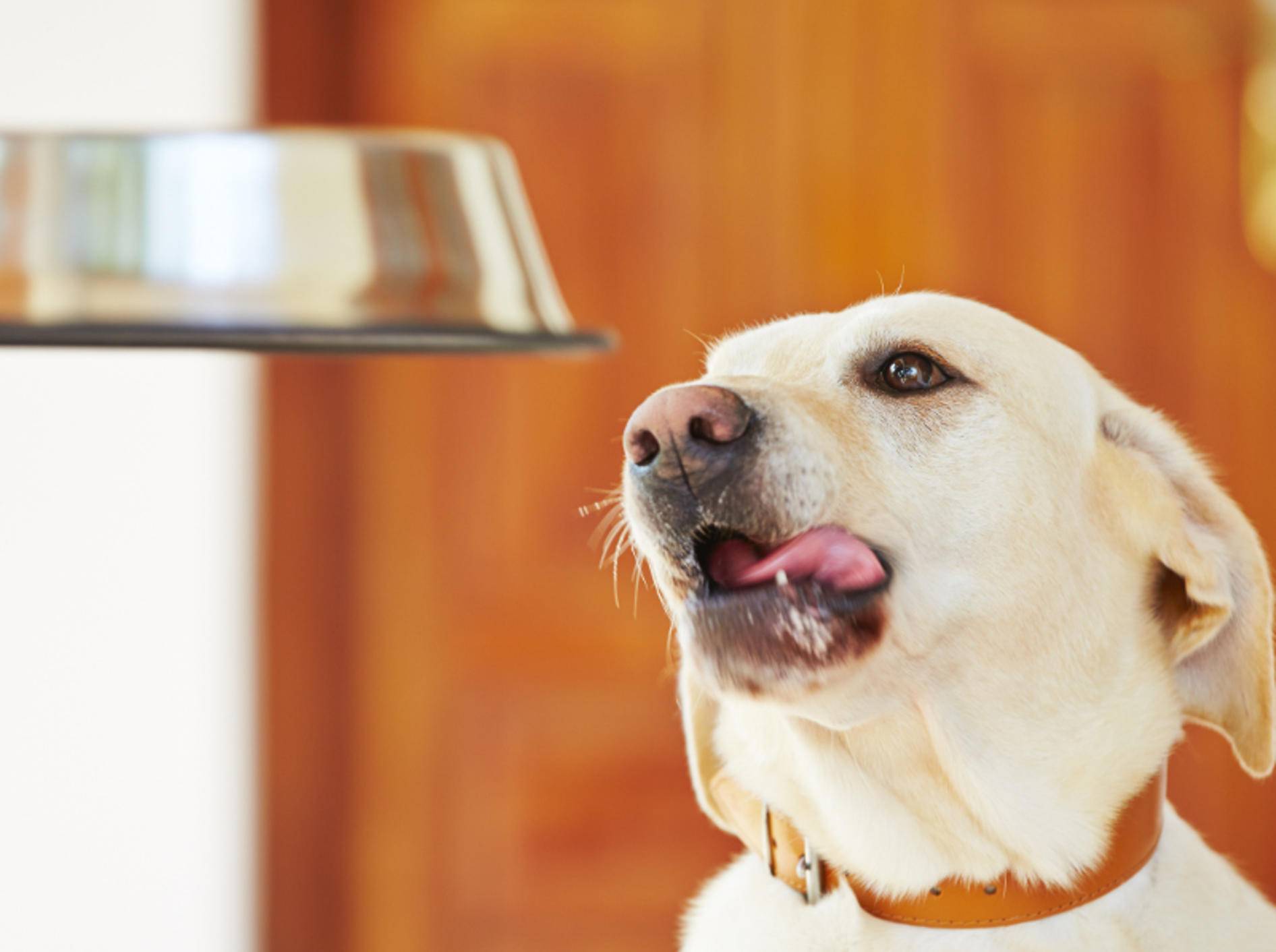 Hunde mit Bauchspeicheldrüsenentzündung müssen Diät halten – Bild: Shutterstock / Jaromir Chalabala