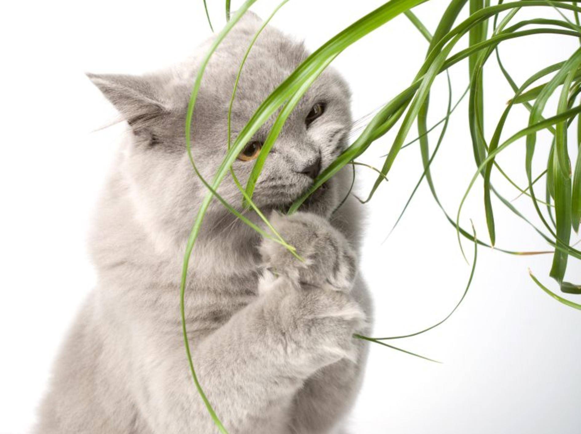 Vorsicht: Viele Pflanzen sind giftig für Katzen – Shutterstock / Olga Miltsova